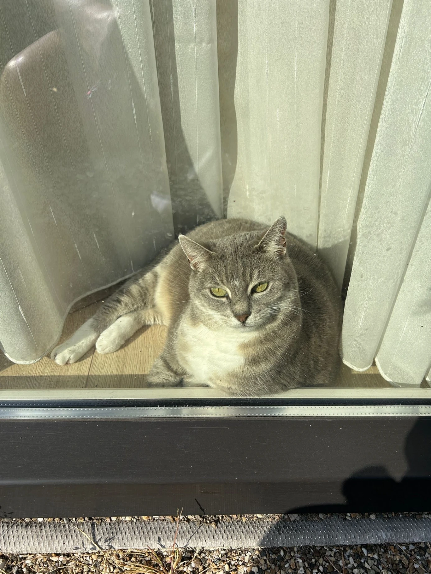 Meissie - Kuipersgroes, Gennep