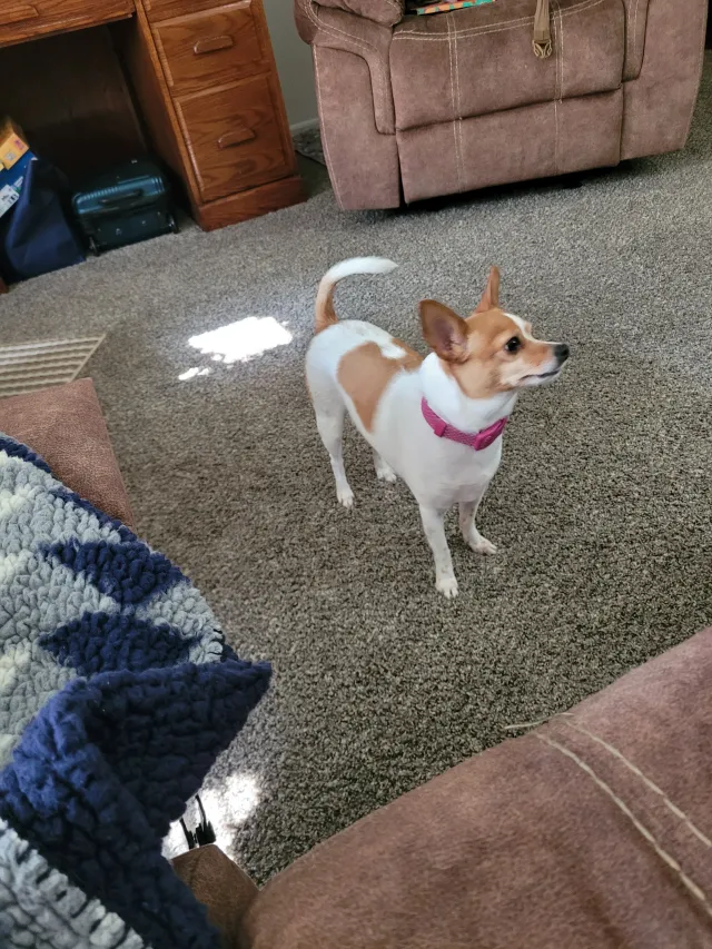 Luci - 1811 NW Brickyard Rd, Topeka