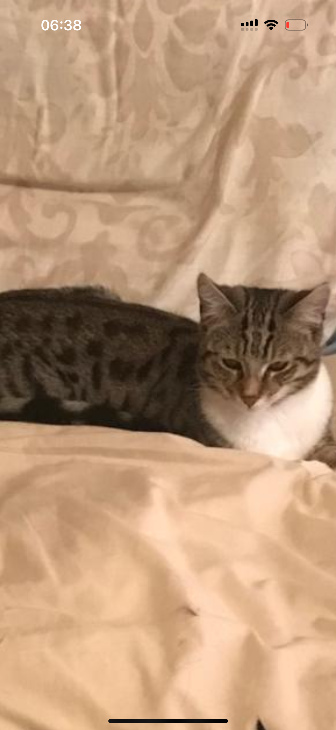 Tigger - Cedarwood Park, Dublin