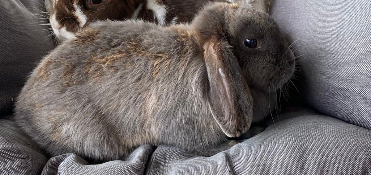 Fly  - Zum Birkenhof, Neuhof