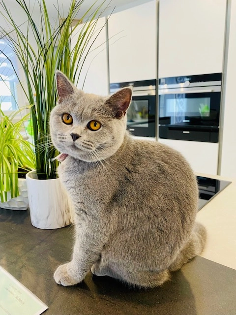 Telma - 5 Avenue des Droits de l'Homme, Val-de-Briey