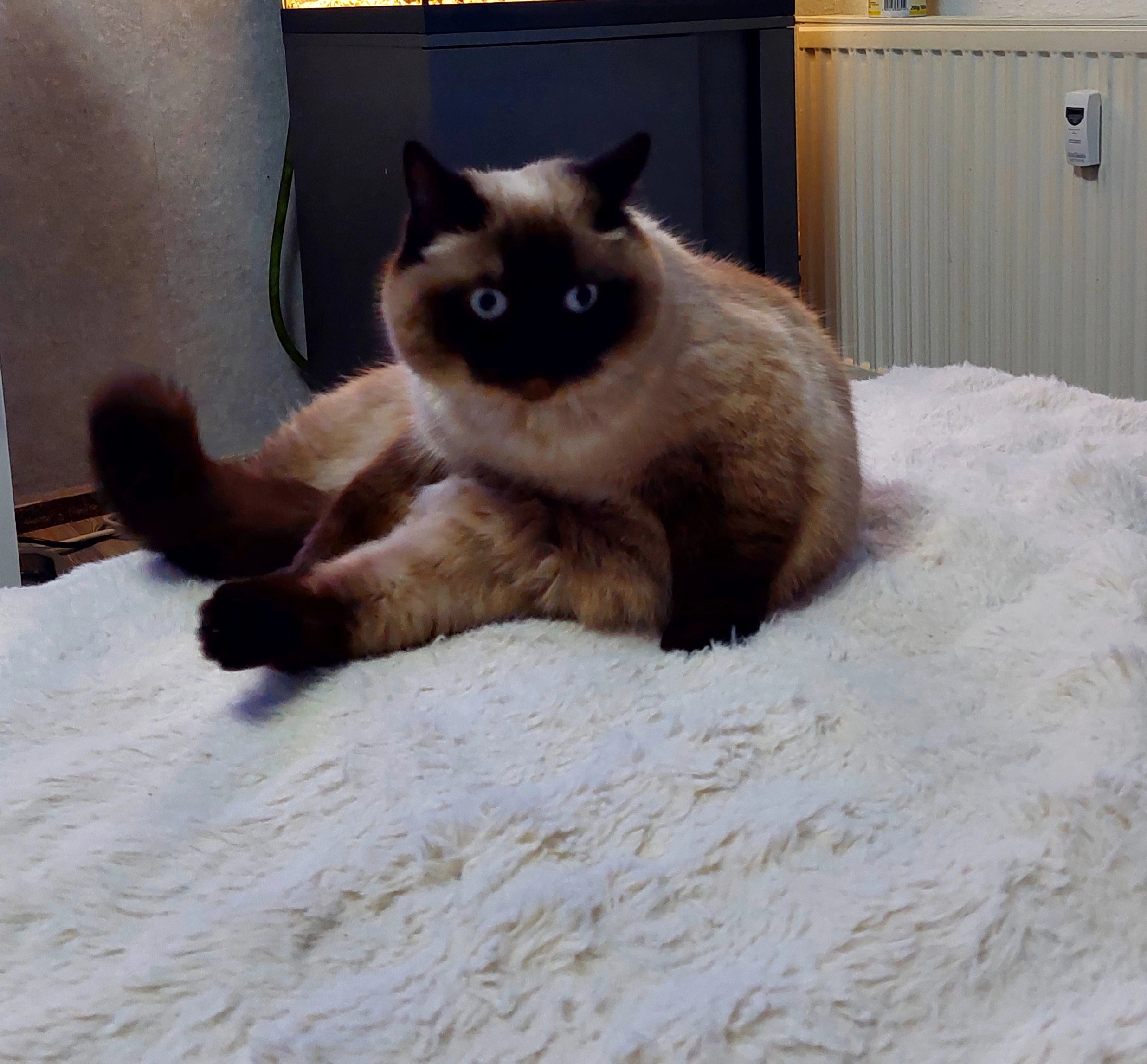 Zoe - Am Süßling, Glowe