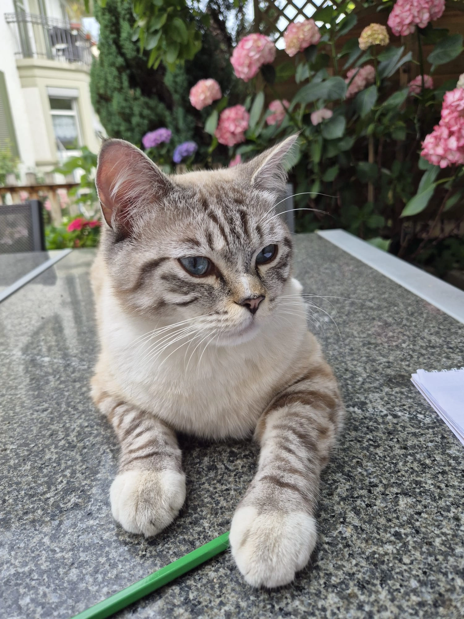Found Cat - Burgunderstrasse, Solothurn