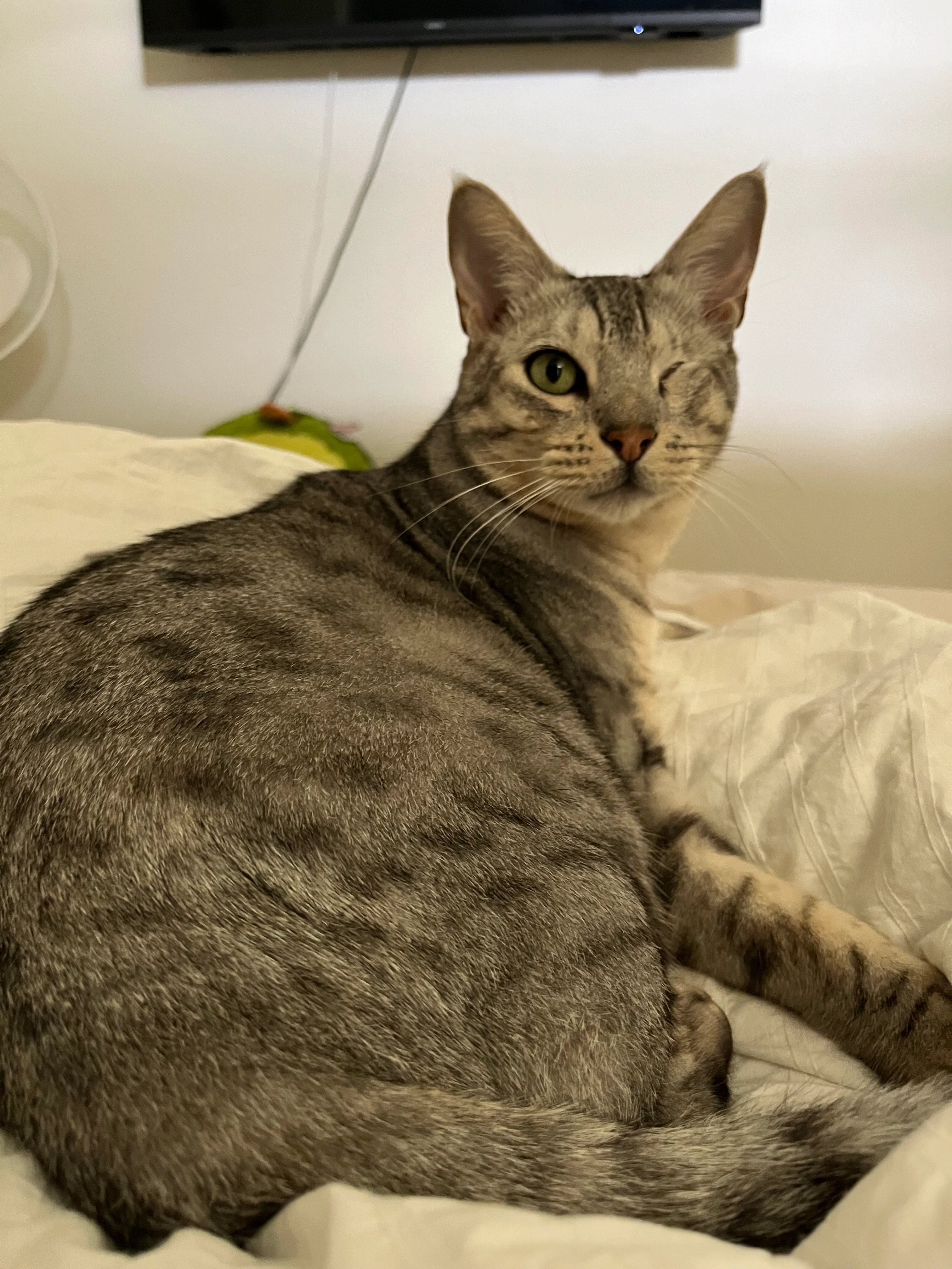 Jacky - Obrechtlaan, Assen