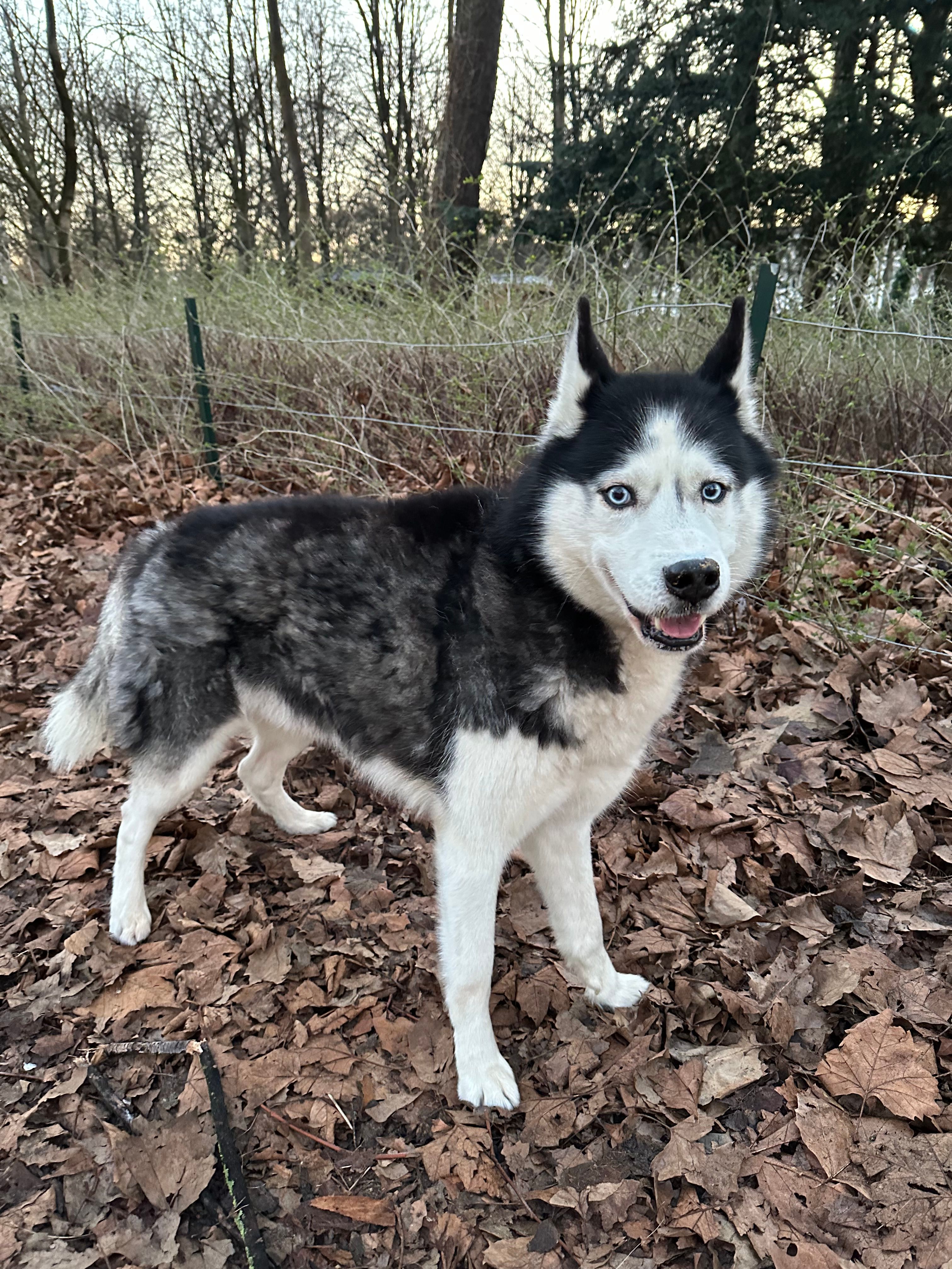 I found a dog Hasky  - Place des Palais, Brussels
