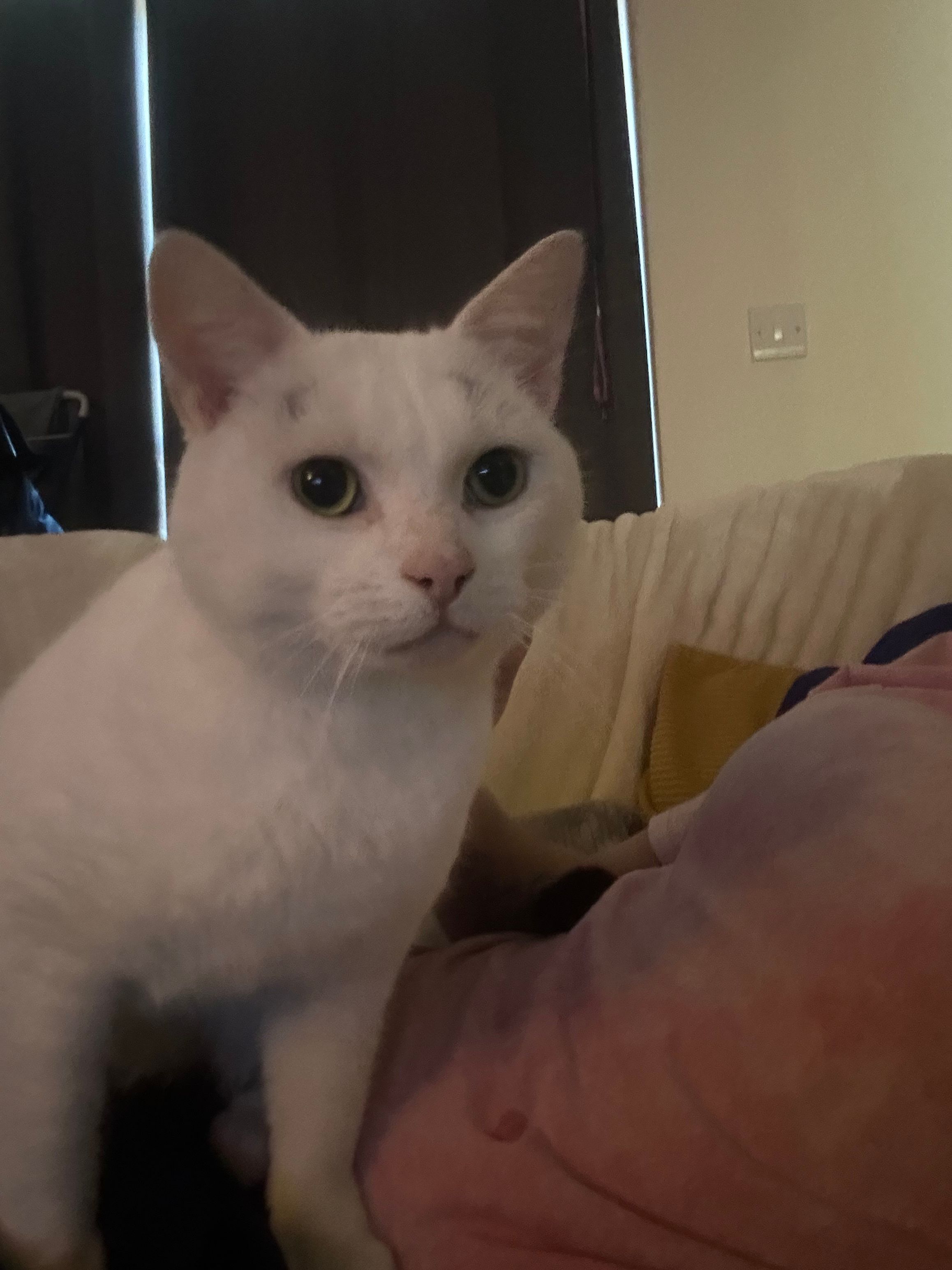 Pompom - Burlingham Close, Leiston