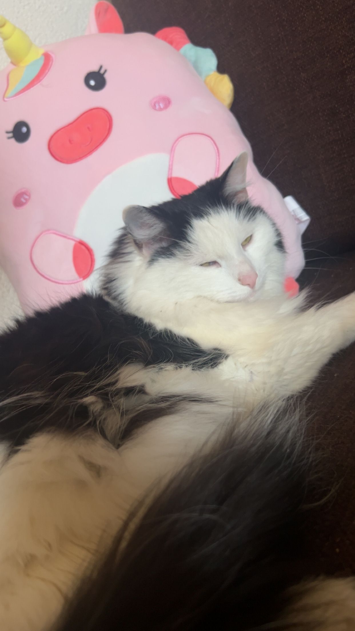 Hope - Lederergasse, Lambach