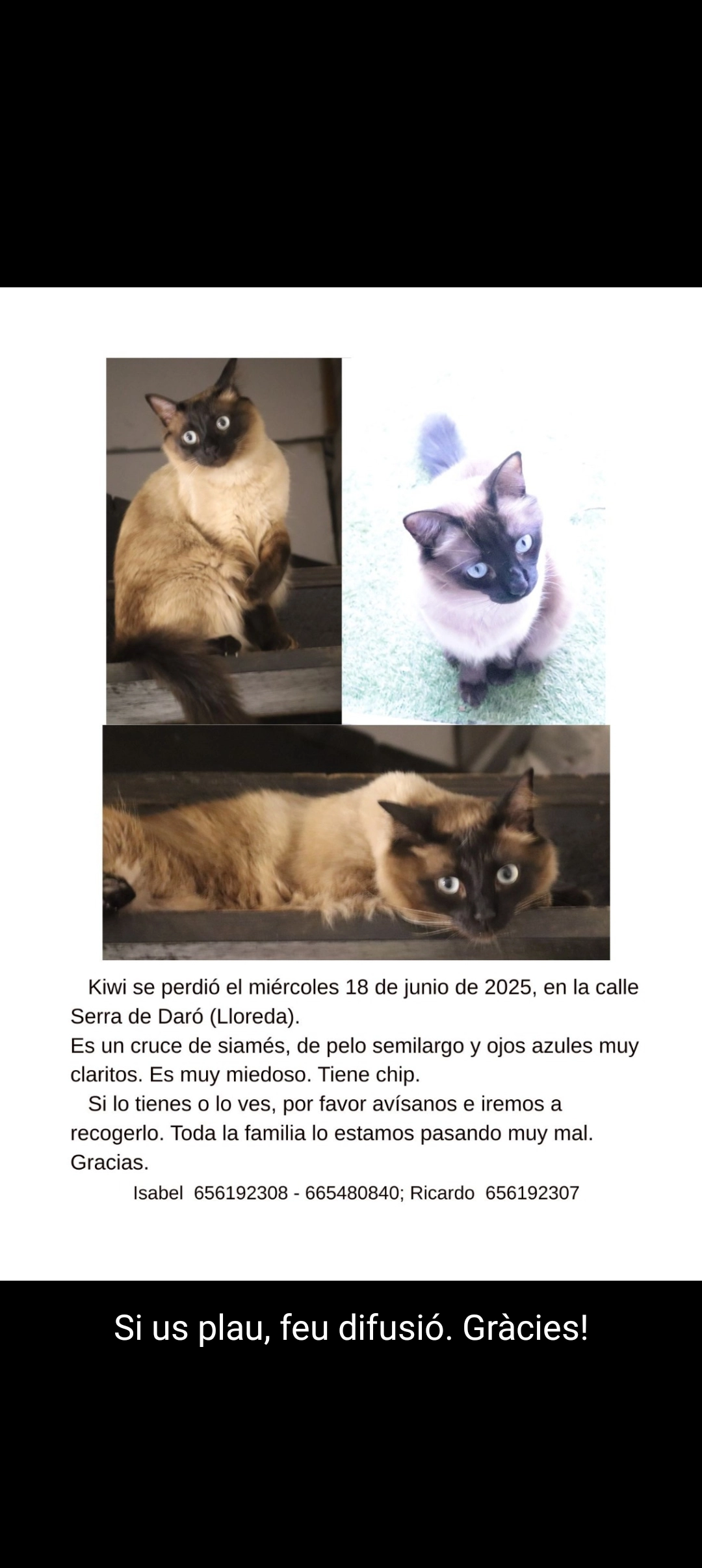 Kiwi - Carrer De La Serra De Daró, Badalona