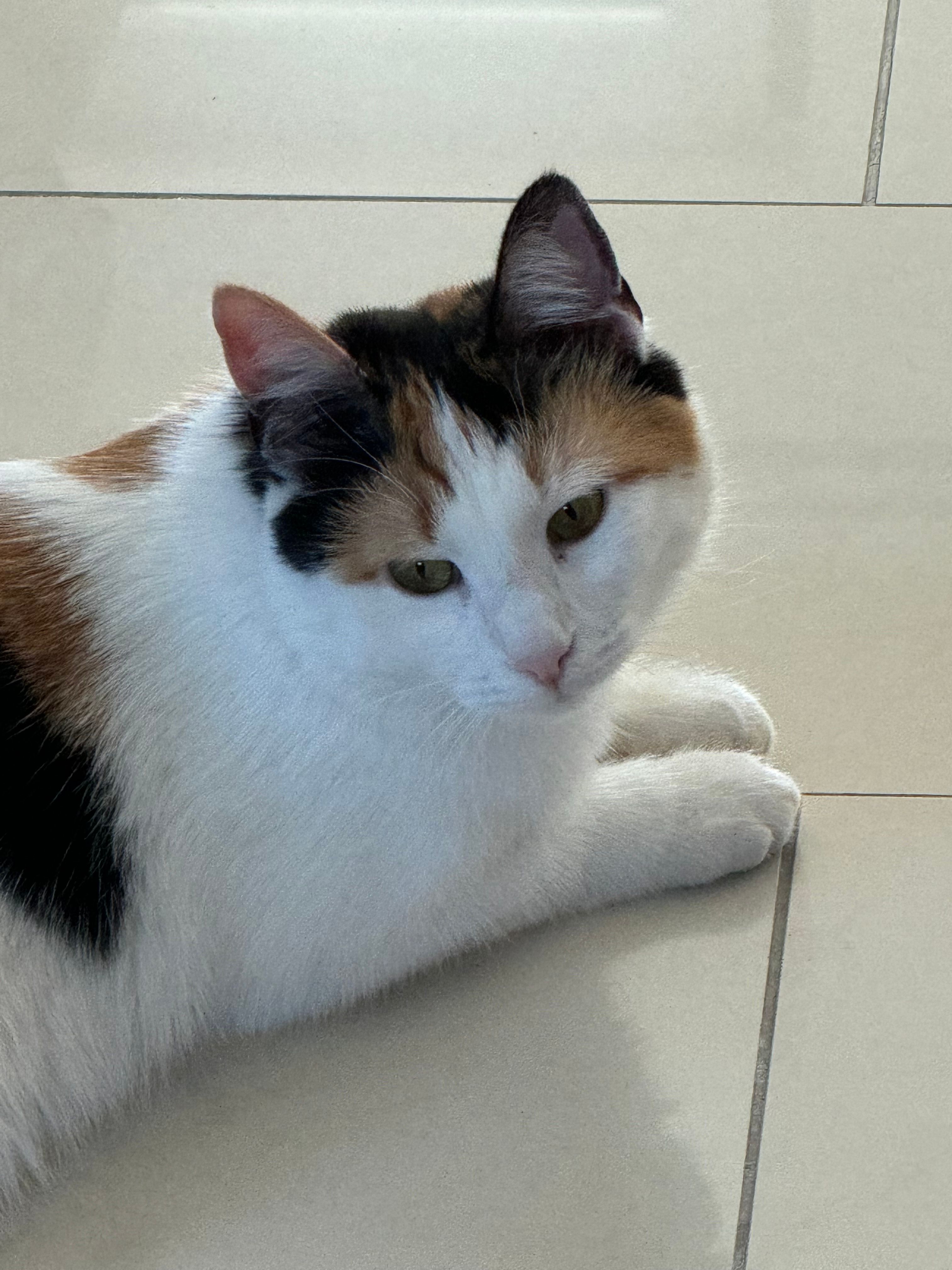 Sila - Ulmengasse, Enzersdorf an der Fischa