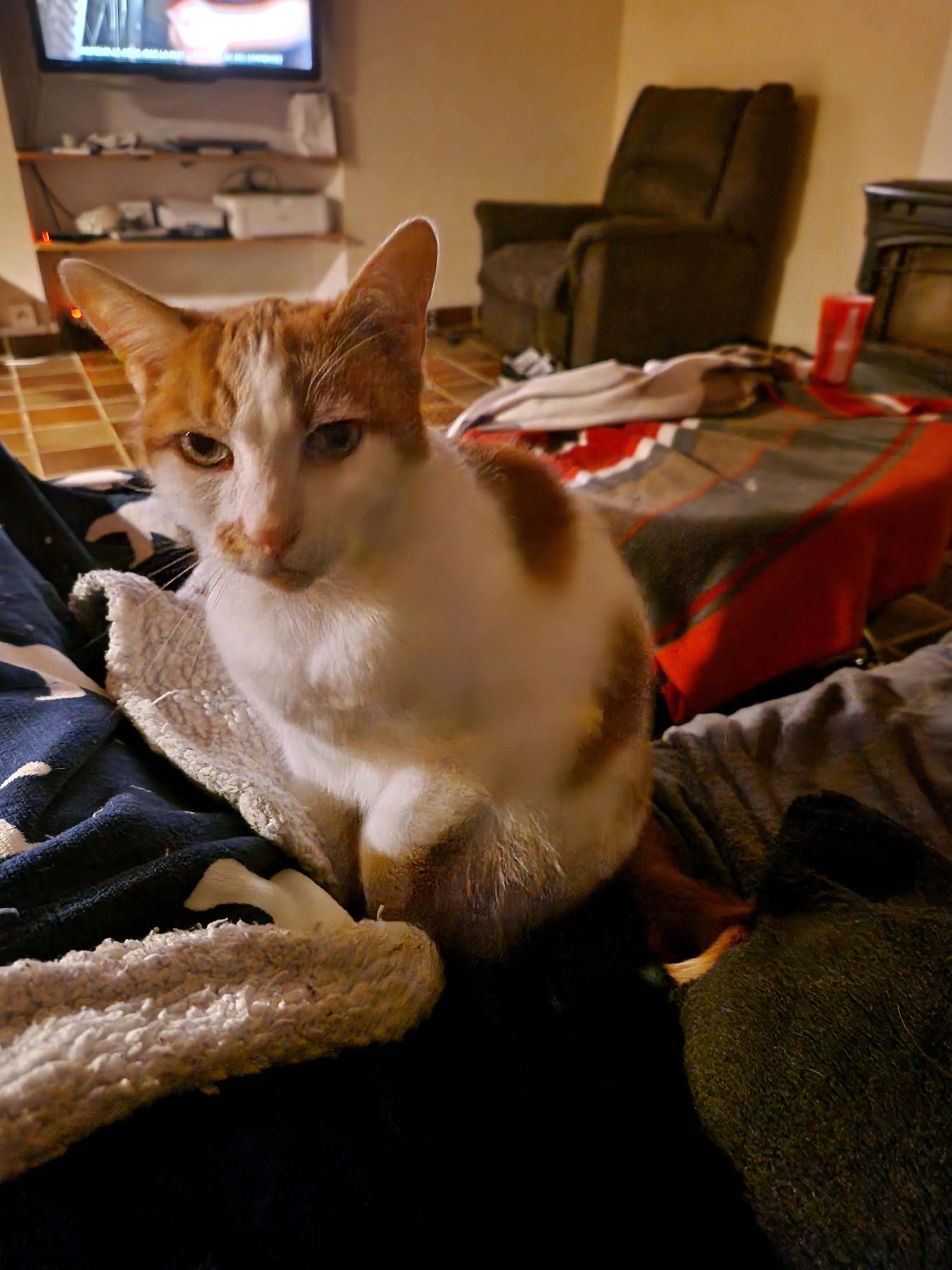 Leo - Grande Rue Verte, Le Perray-en-Yvelines