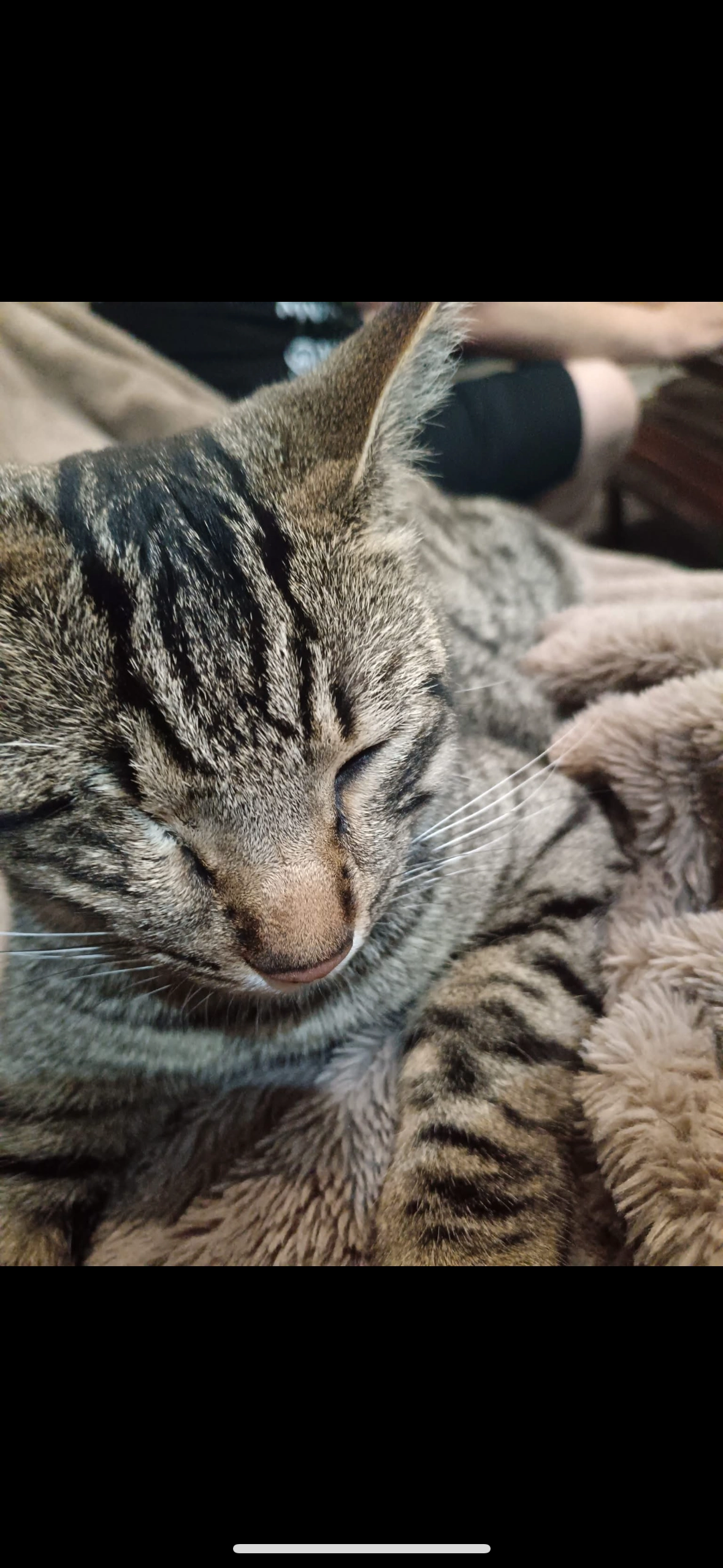 Jack  - 2 Rue des Aubuns, Aimargues