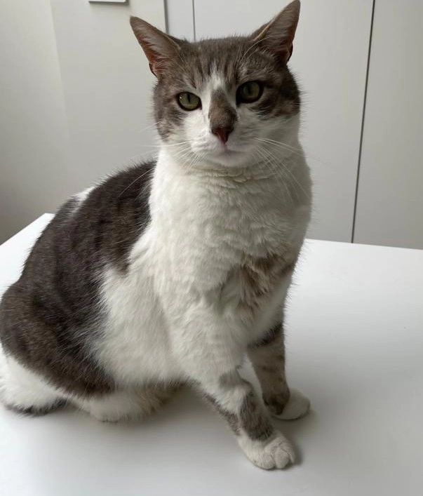 Jess - Kardinaalstraat 19, Leuven