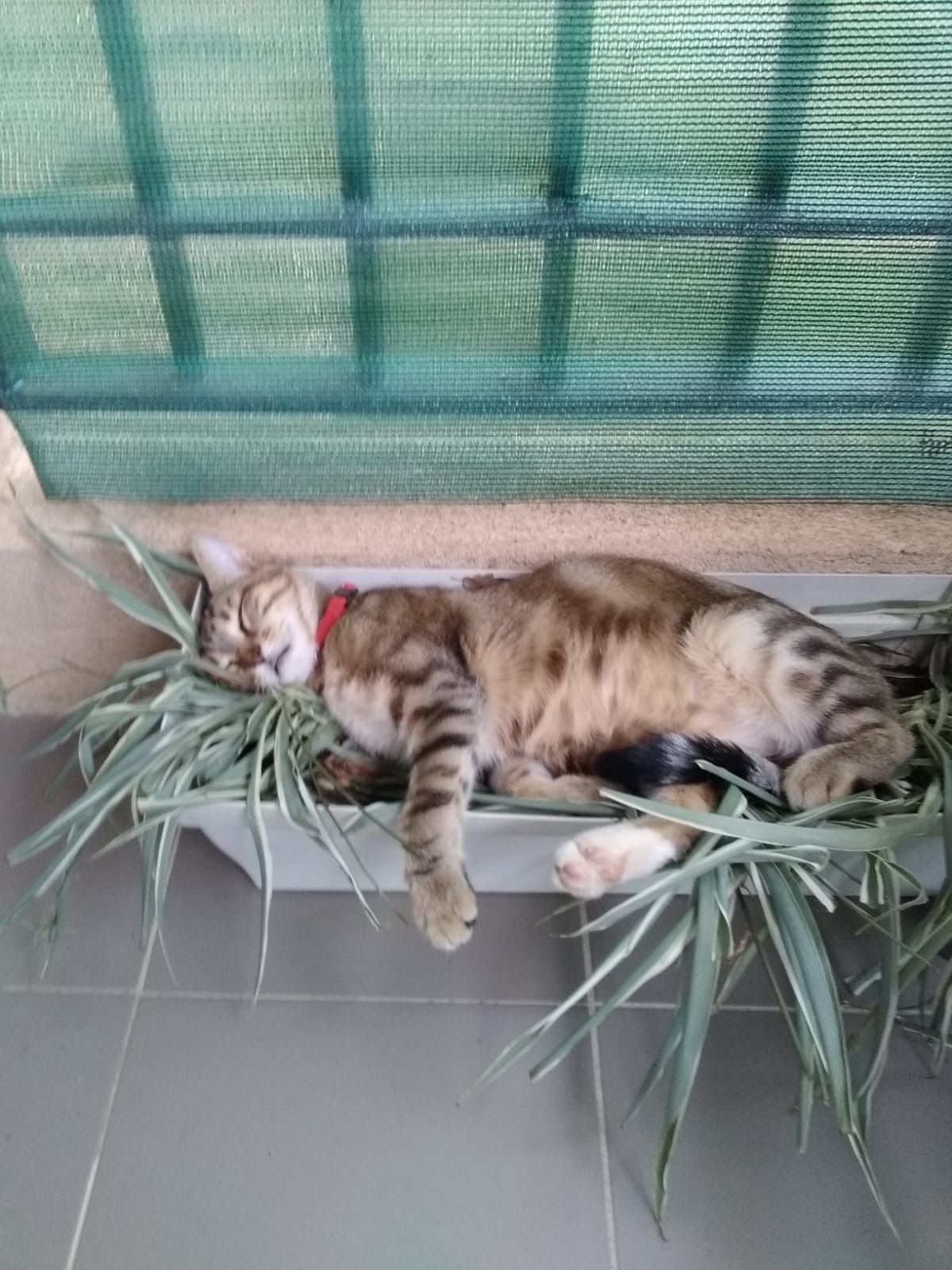 Jude - 54 Impasse des Fées, Grimaud