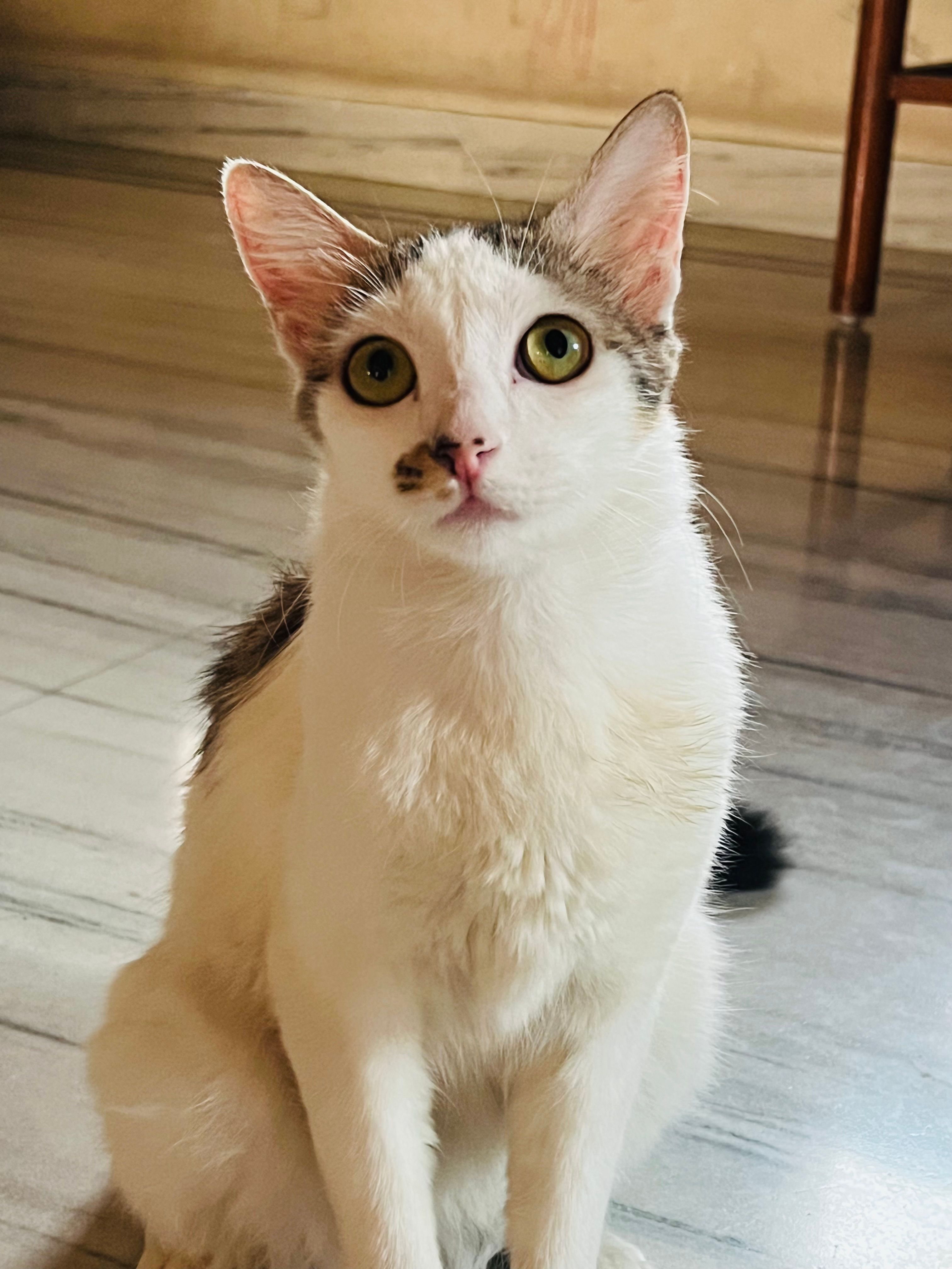 Bella - Diamond Harbour Road, Kolkata