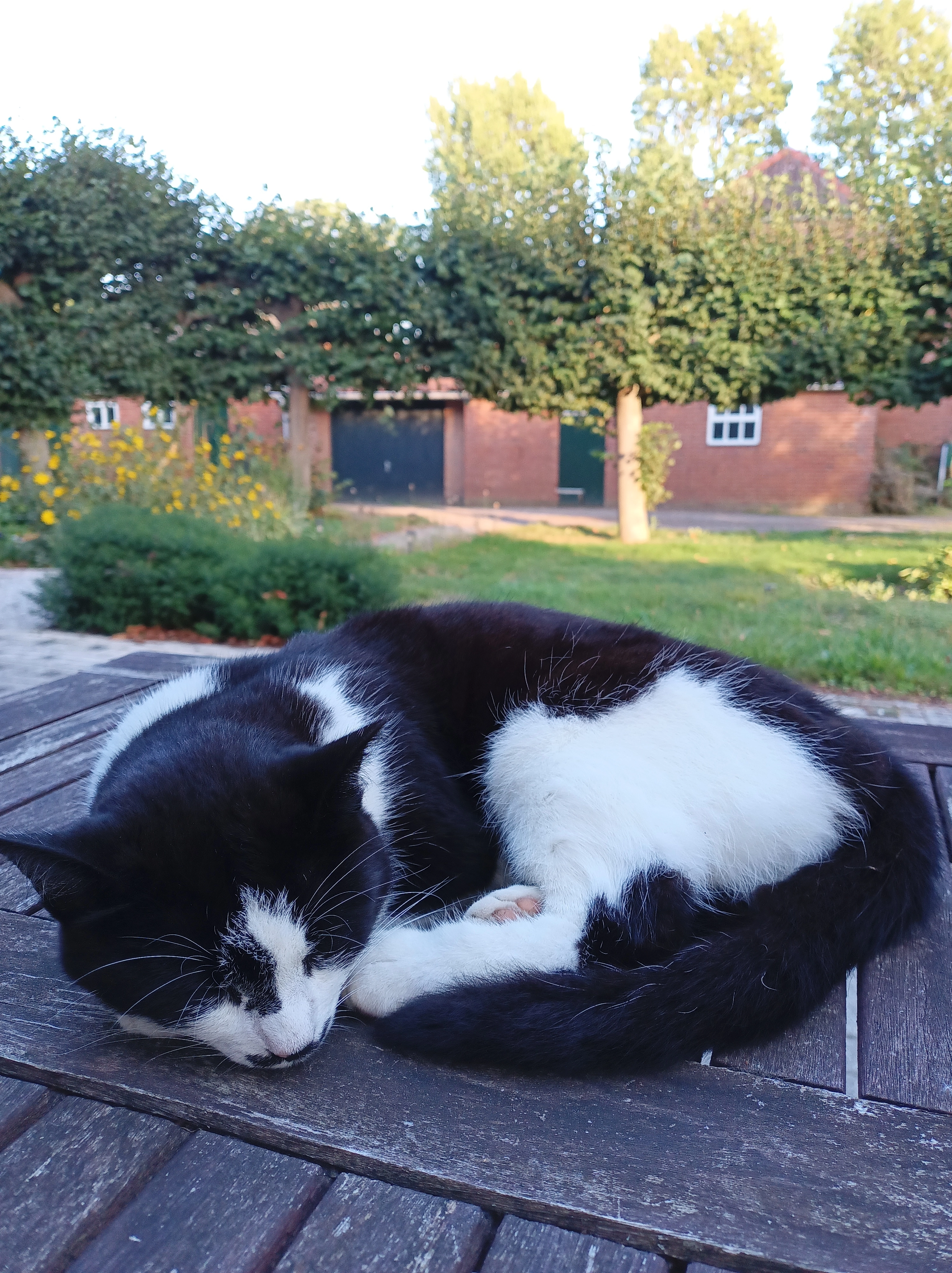 Kiki - Pompedijkje, Zeeland