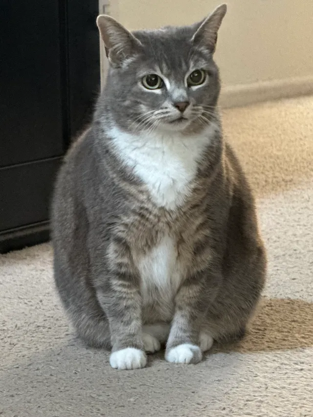Mara Jade - Mission Creek Drive, Santee