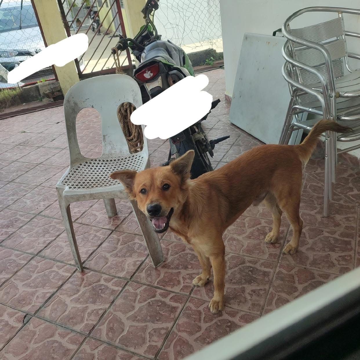 圆圆yuanyuan - 47100, Puchong