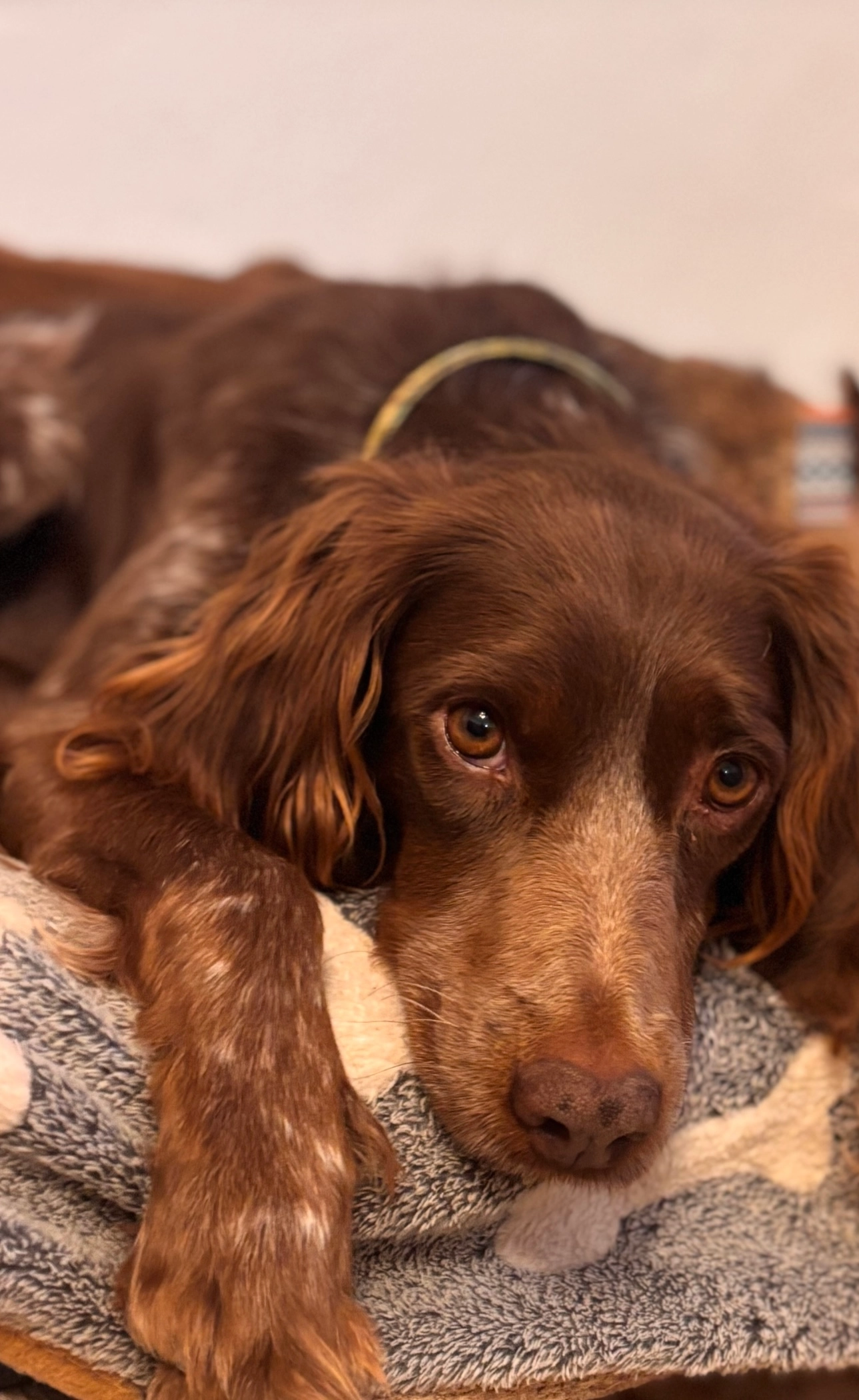 Leia  - Cj El Alamillo Centro, Córdoba