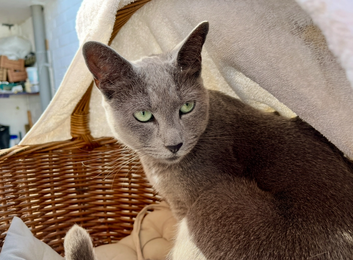 Nes - Lappersfortstraat 11, Brugge