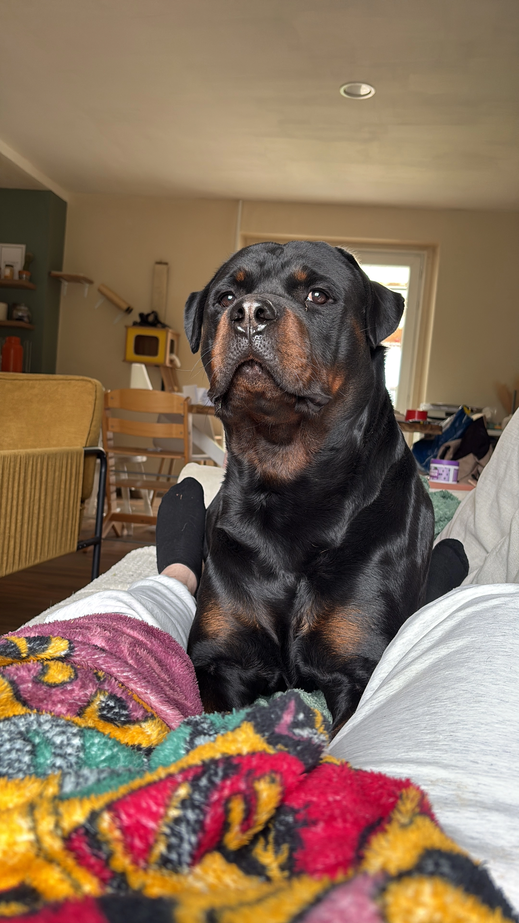 Tatsu - Route De Châteauneuf-Sur-Cher, Dun-sur-Auron