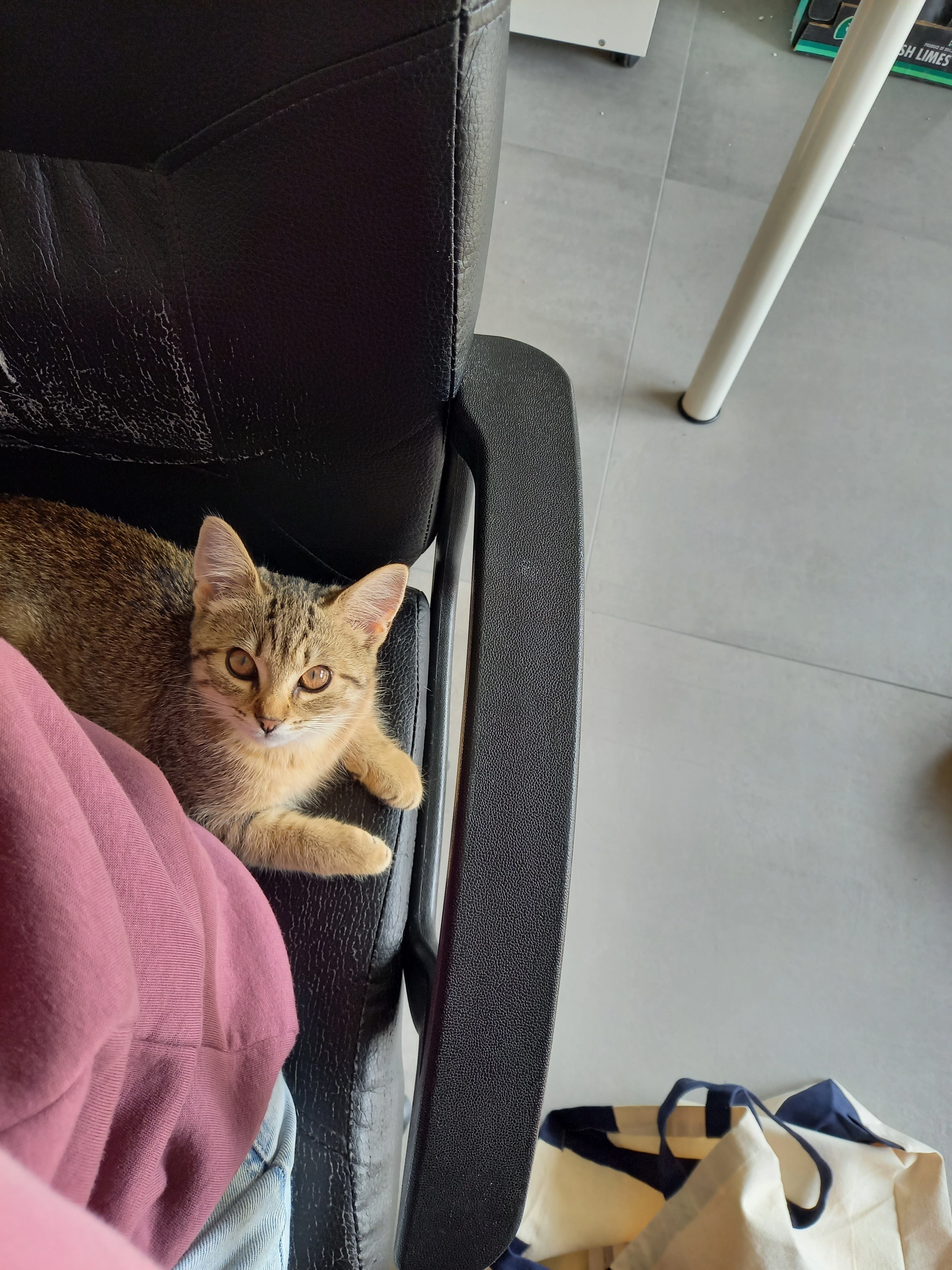 Chaton - Rue du Ry Saint-Pierre, Modave