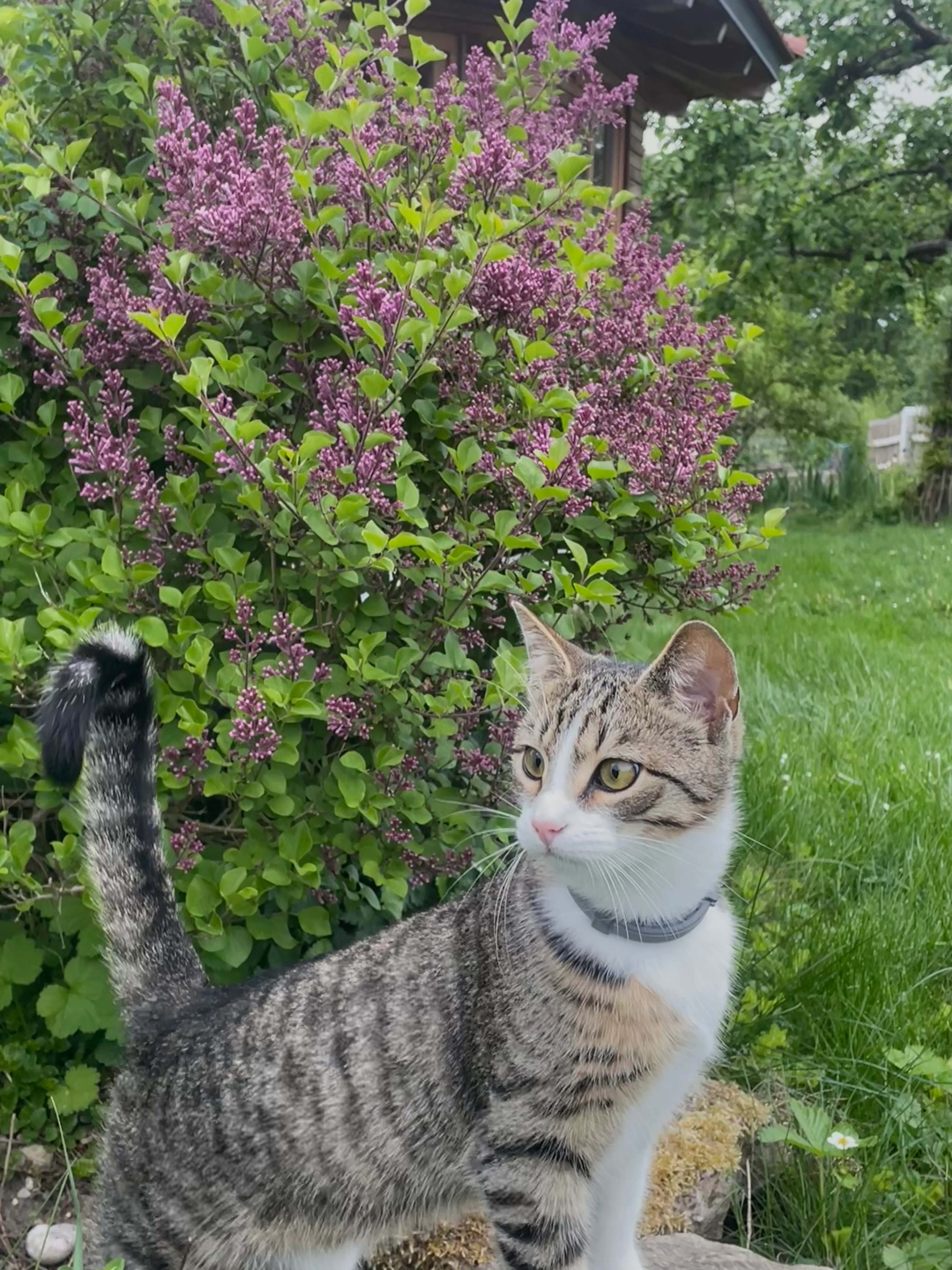 Charlie - Georgenstraße, Nabburg