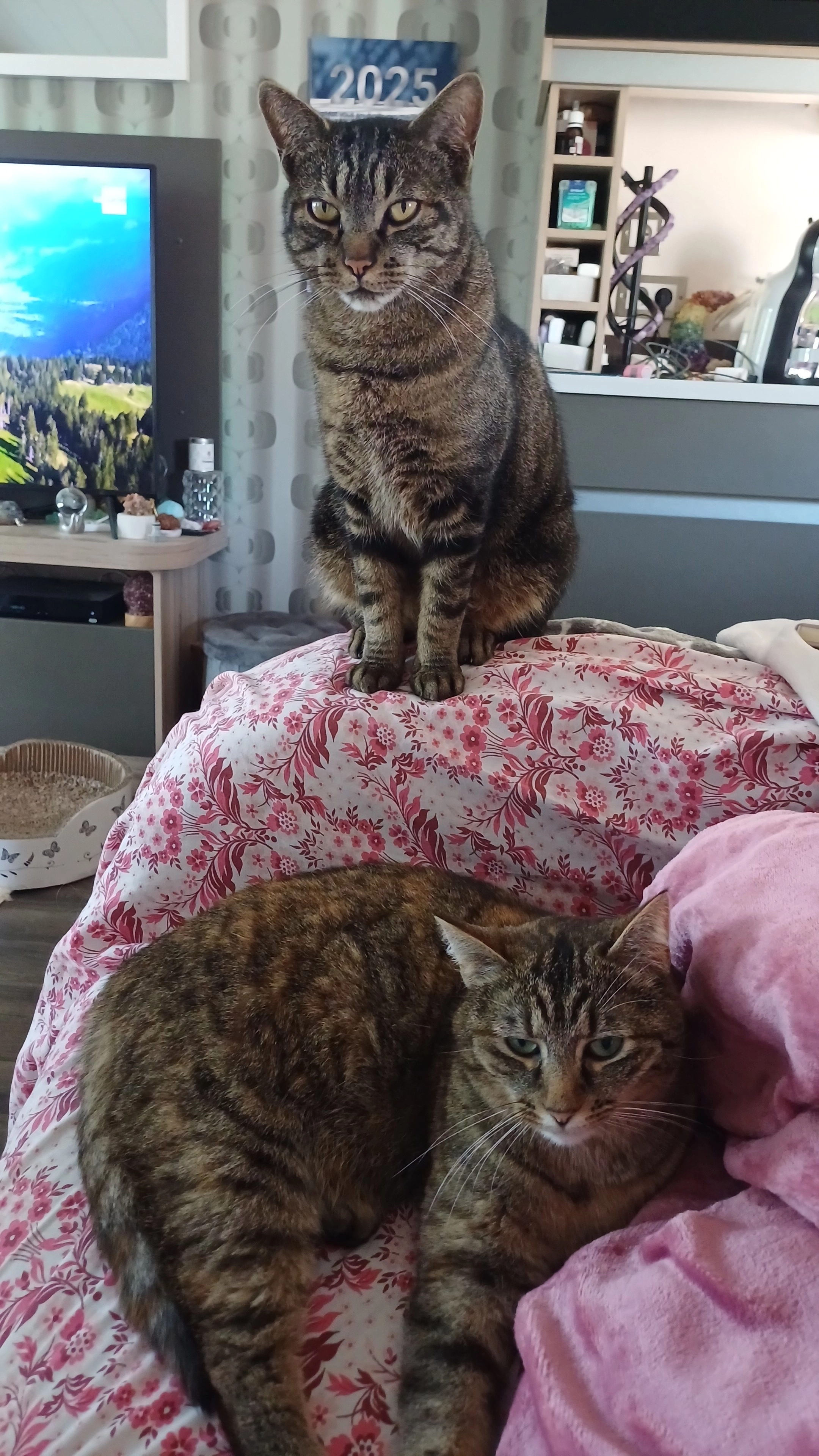 Cannelle - Chaussée de Nivelles 87, Seneffe