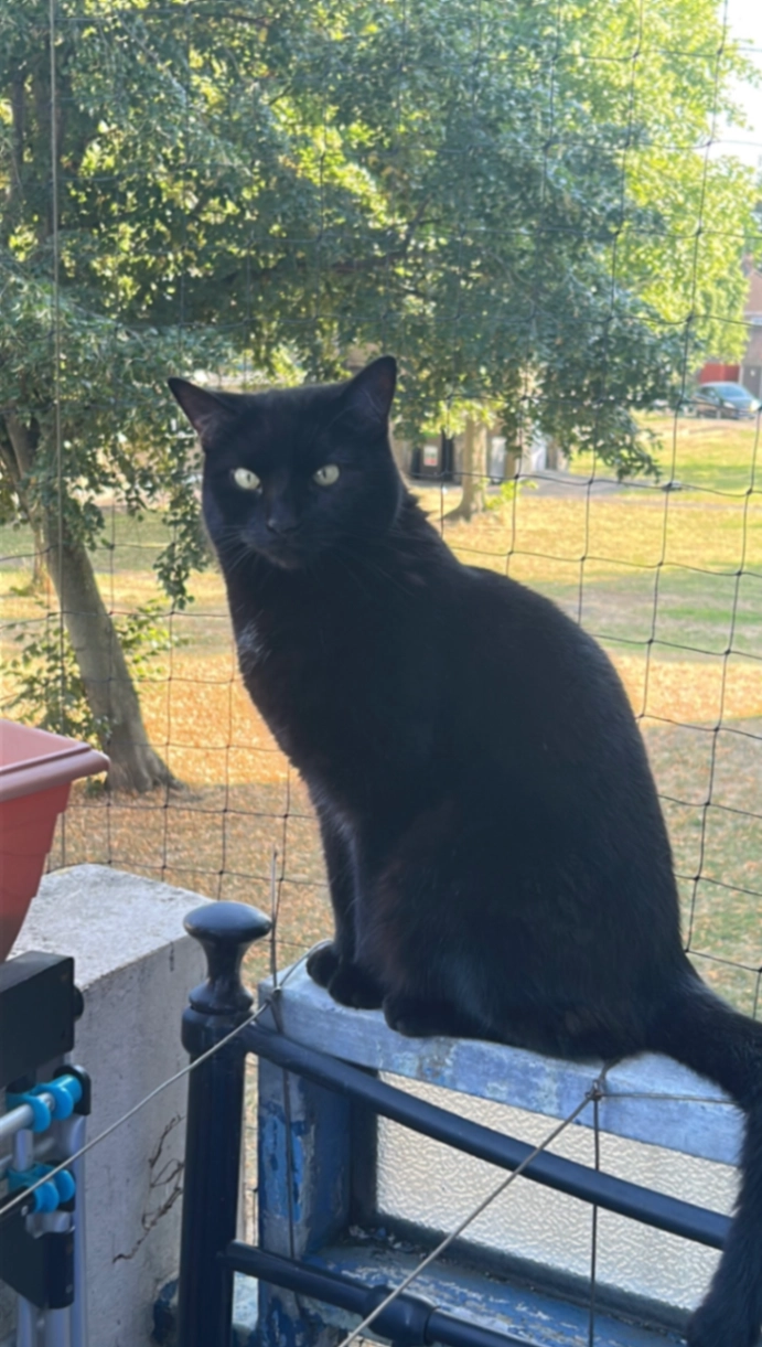 Shadow (catzuni) - Canberra Drive, Northolt