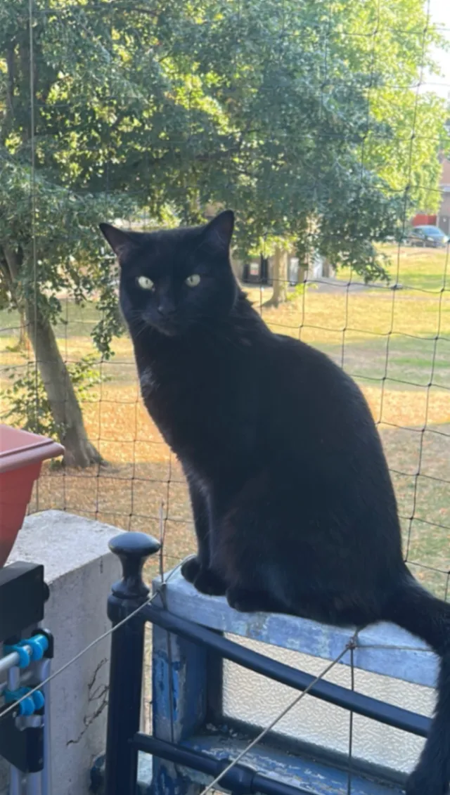 Shadow (catzuni) - Canberra Drive, Northolt