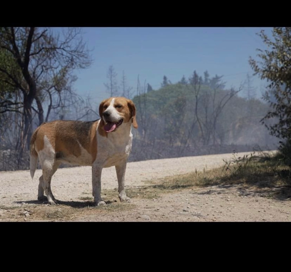 Roxi  - 30600, Vauvert