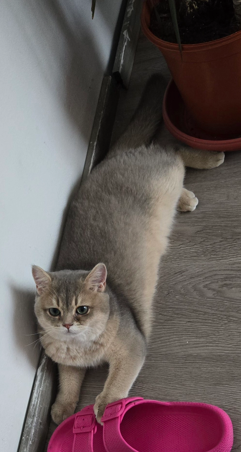 Johnny  - Winsener Straße 114, Hamburg