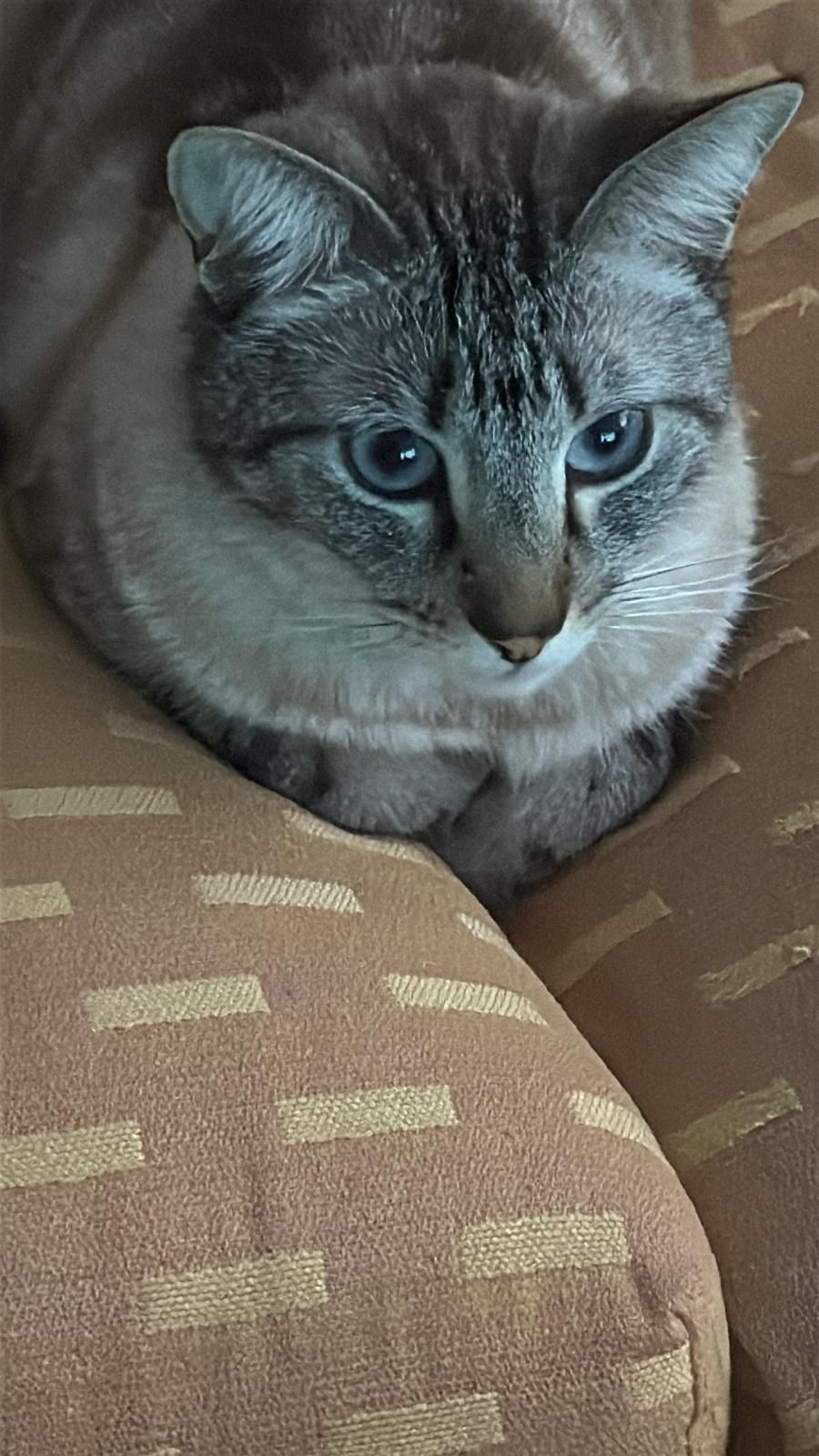 Silver - Cl Mijas-Faro El, Mijas