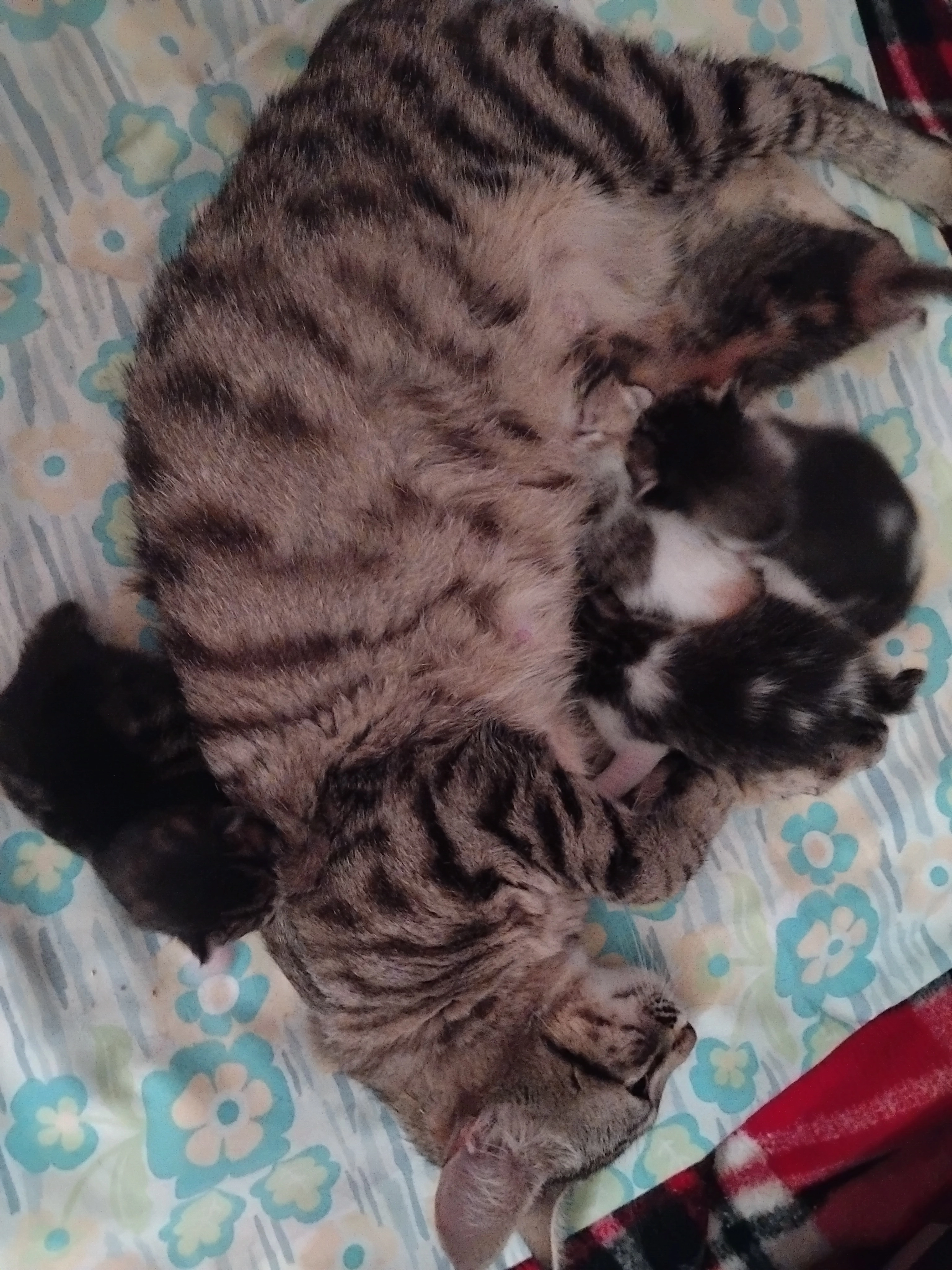 Michita - Na-8704, Fustiñana