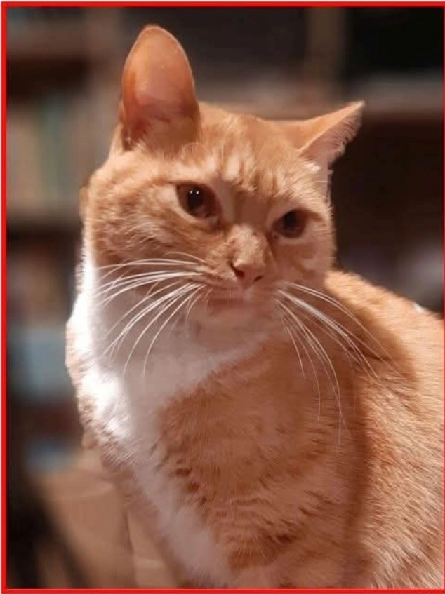 Calabaza - Rúa De Velázquez Moreno, Vigo