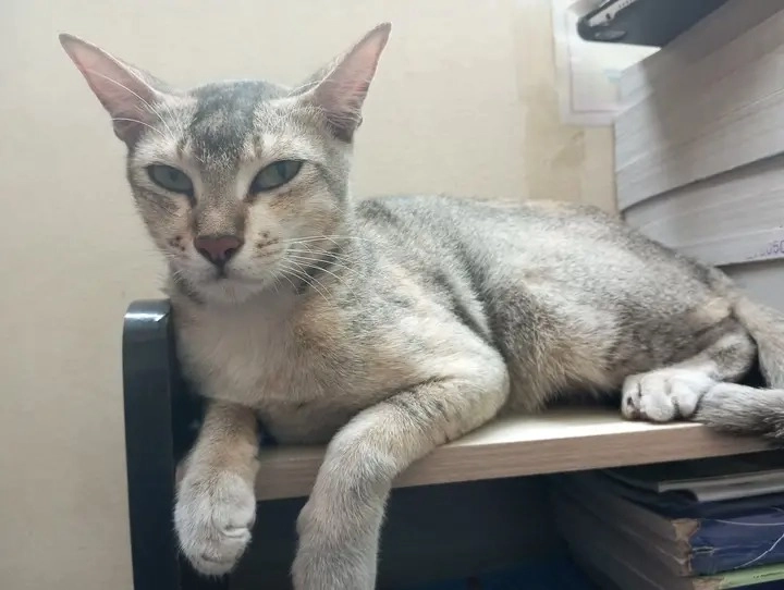 Boltu - Chittagong Kotwali Thana, Chittagong