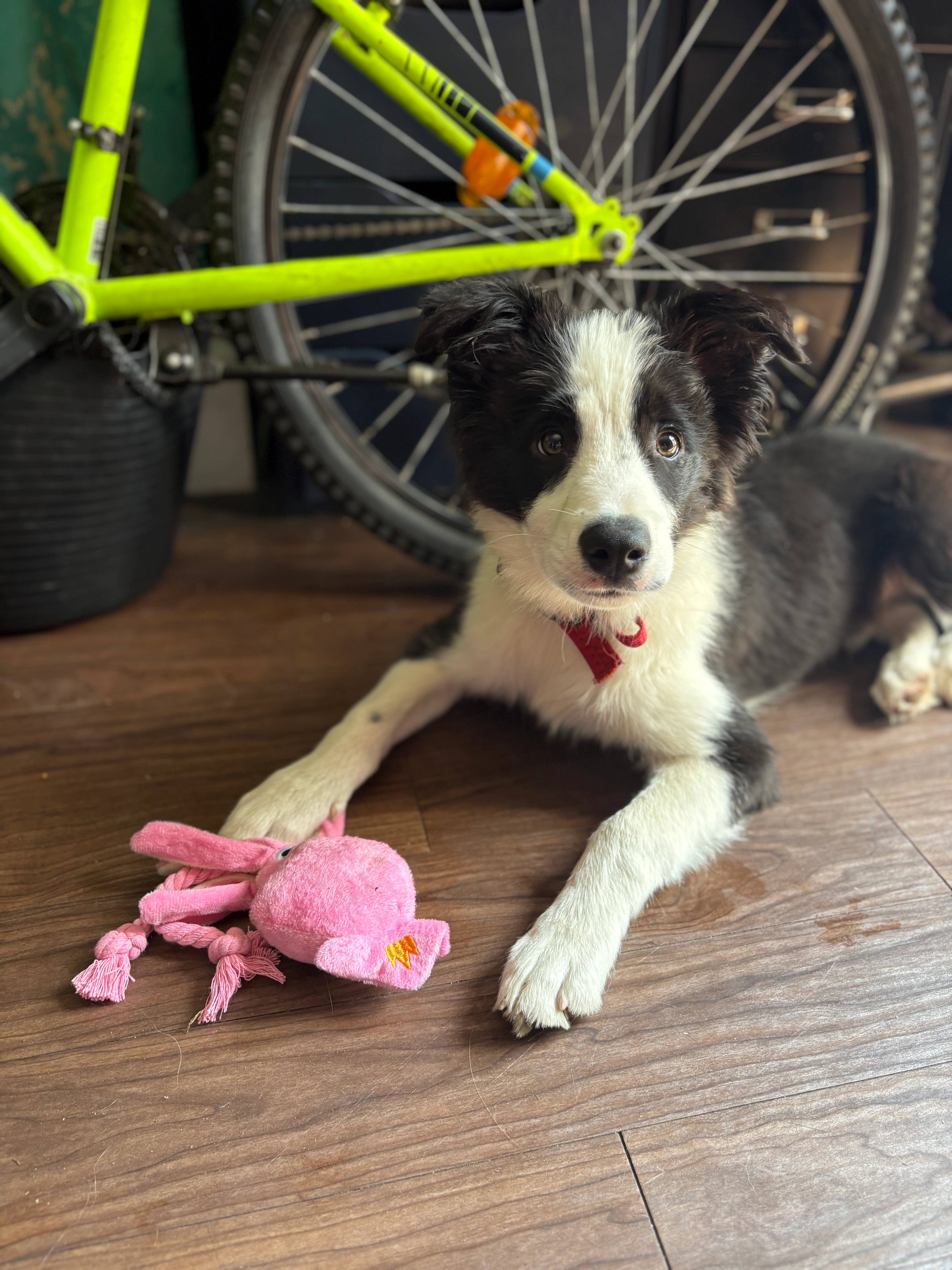 Ozzie  - Councillor Lane, Cheadle