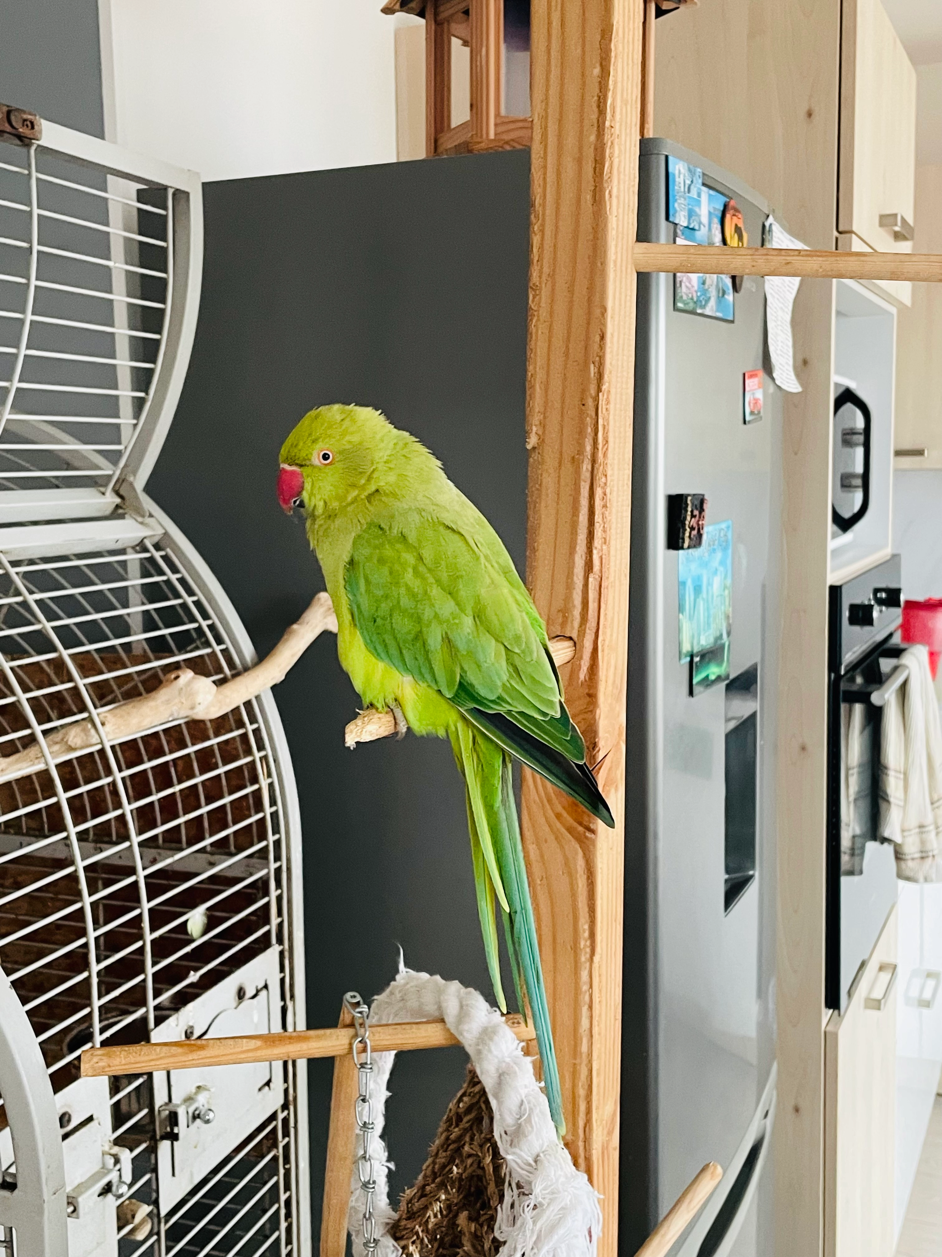 Yoki  - 2 Rue Jean-Charles Lallement, Le Grau-du-Roi