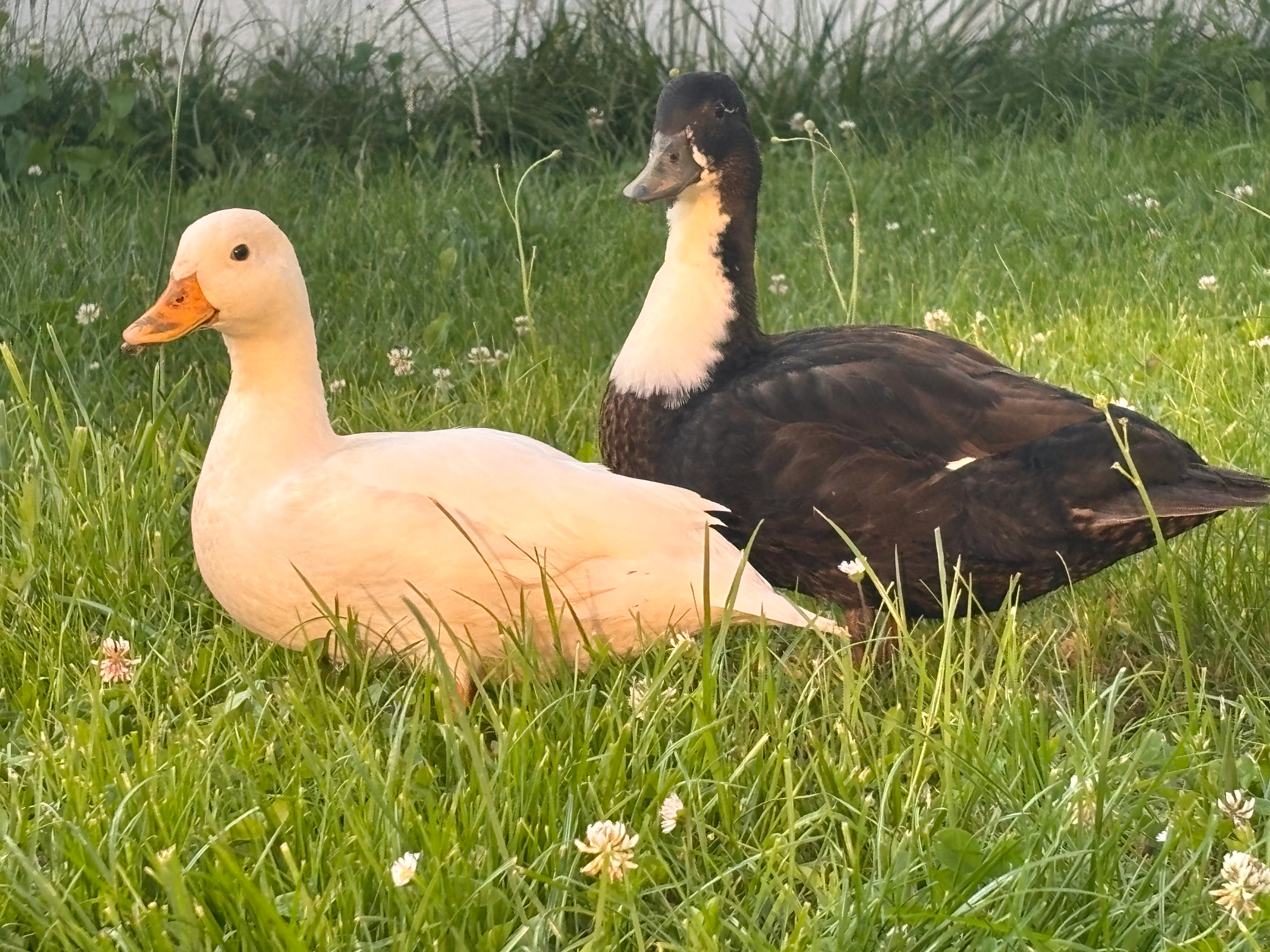 Donald - Rue Boileau, Bourg-en-Bresse