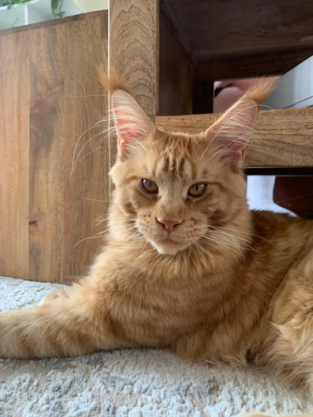 Fred - 