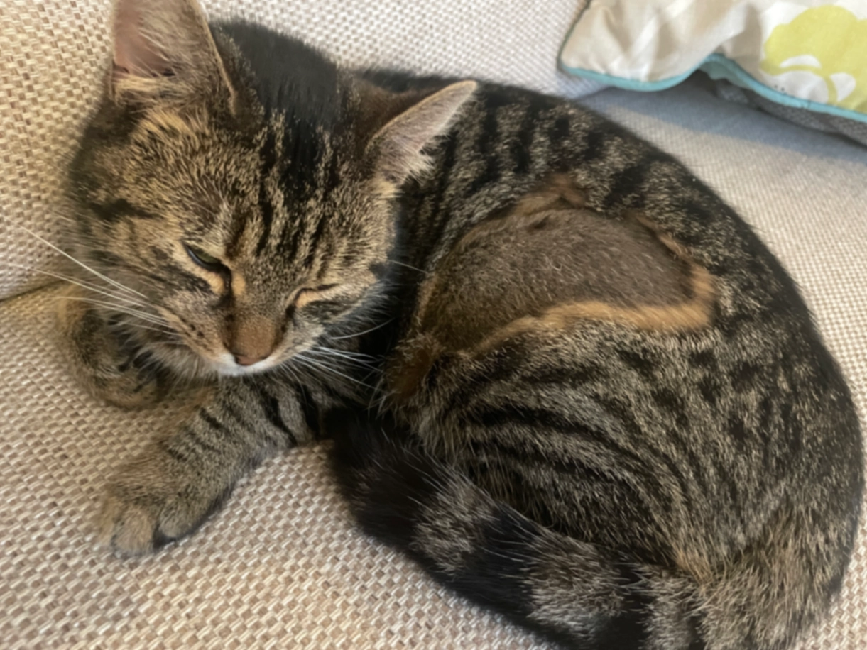 Lucy - Metcalf Road, Norwich