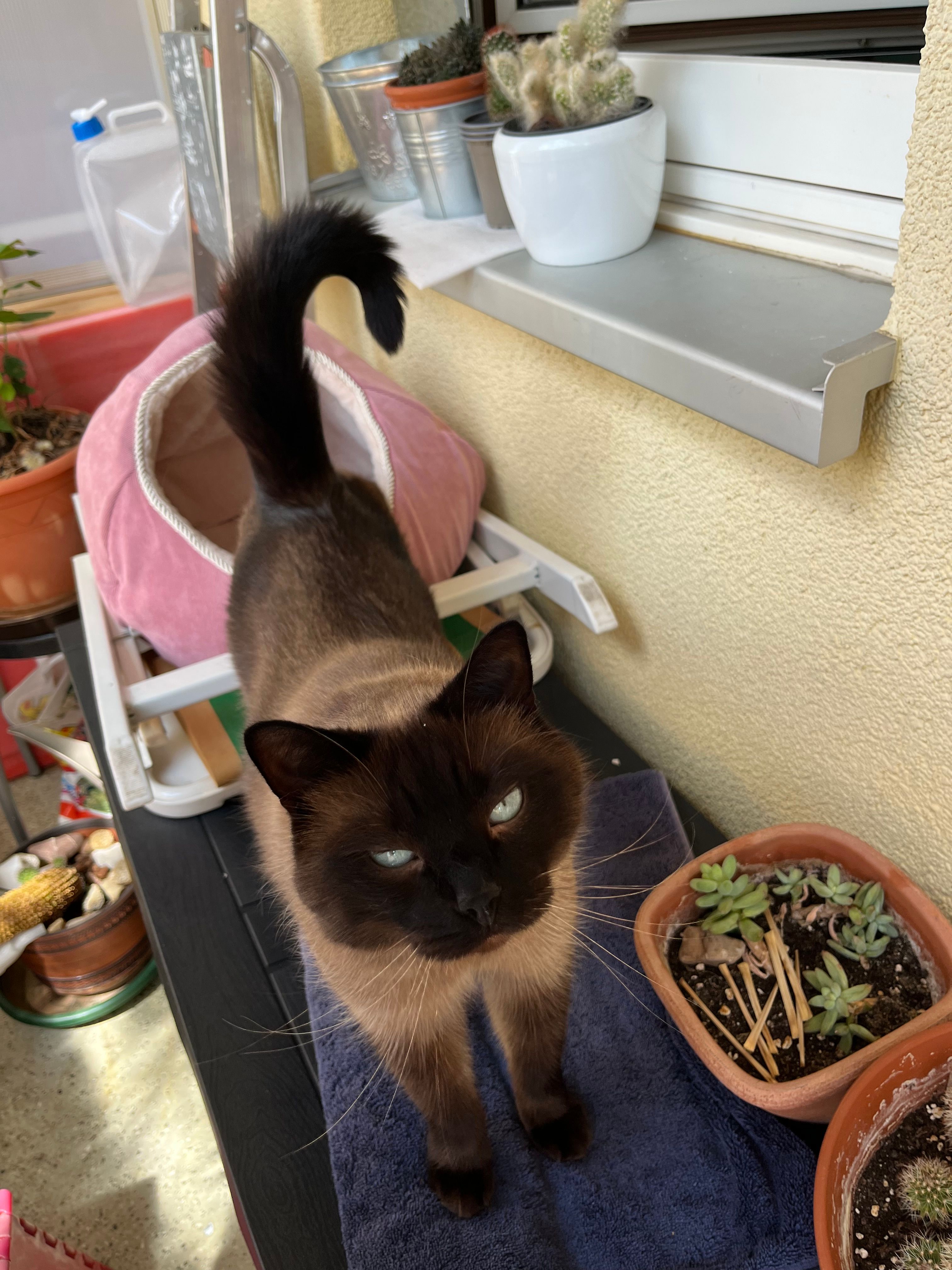 Peter - Friedrich-Ebert-Straße, Marburg