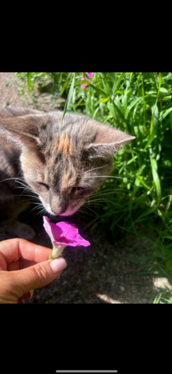 Izzy - Greystones Grange Road, Sheffield