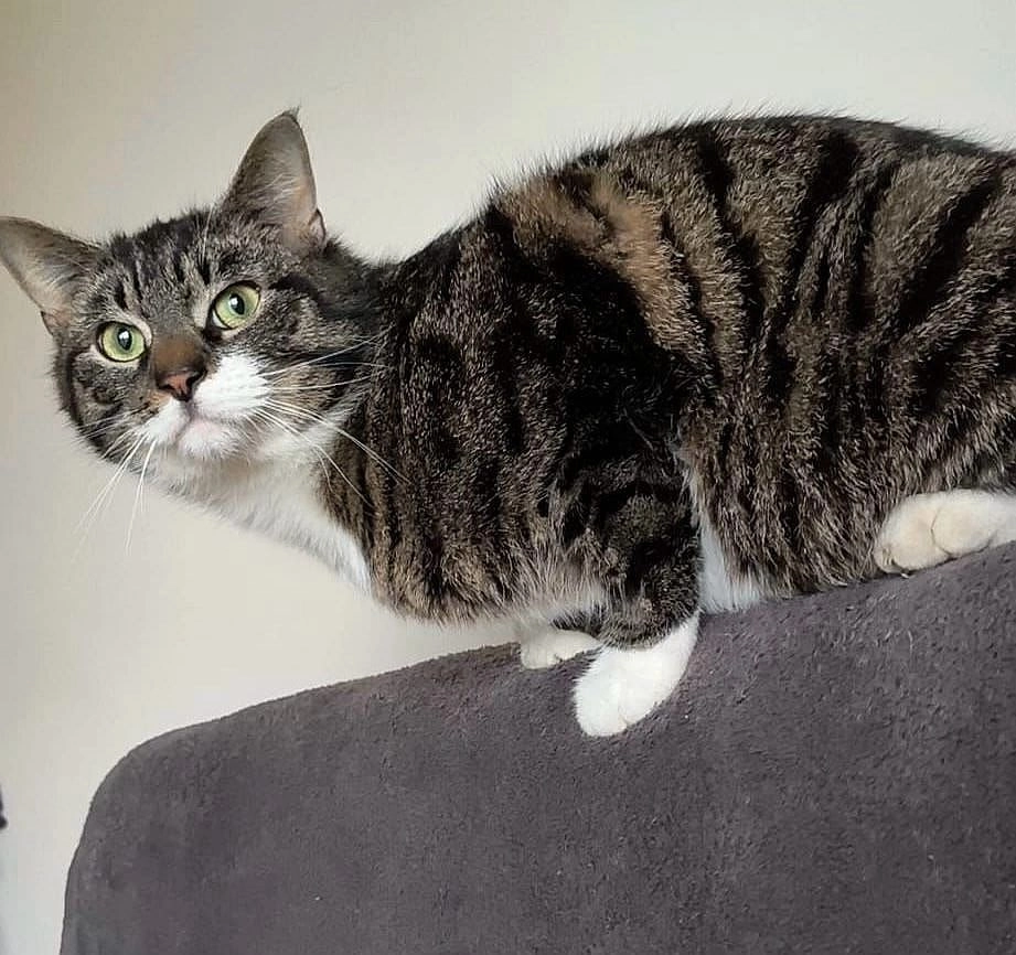 Vasia  - Hainflügel, Hainichen