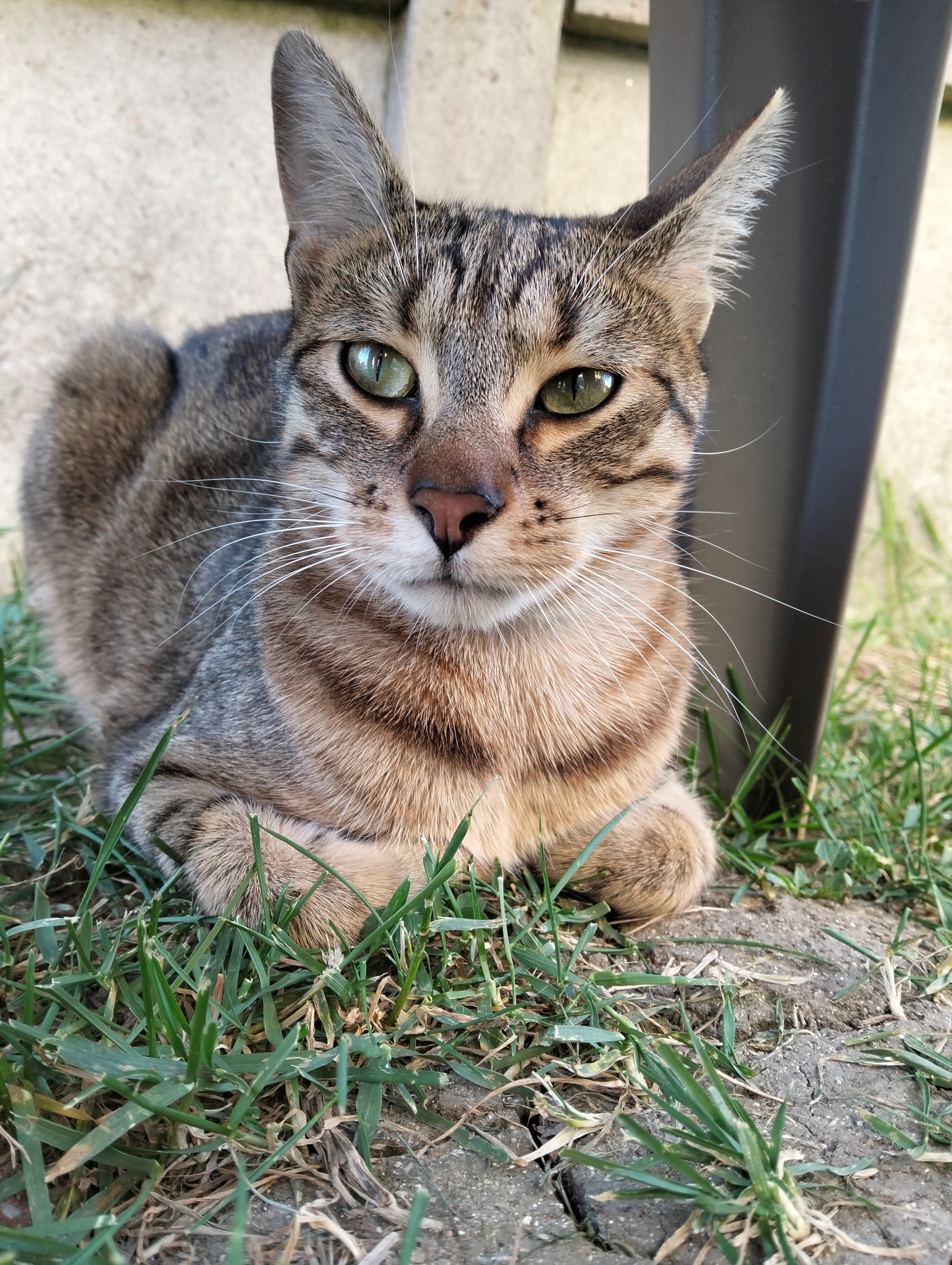 Moon - Avenue Paul Cabanis, Beaune-la-Rolande