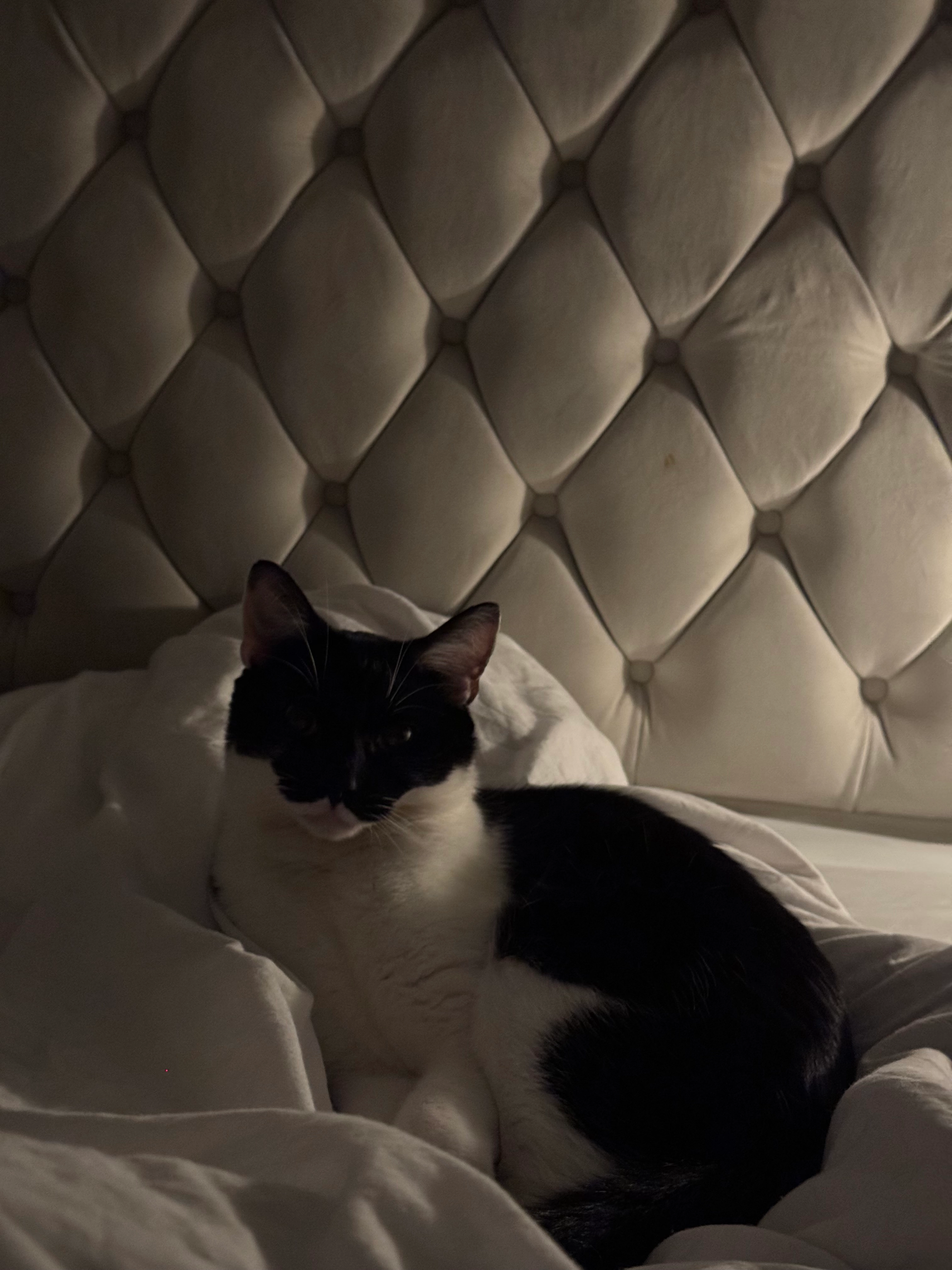 Gizmo - 14 Heath Green Way, Coventry