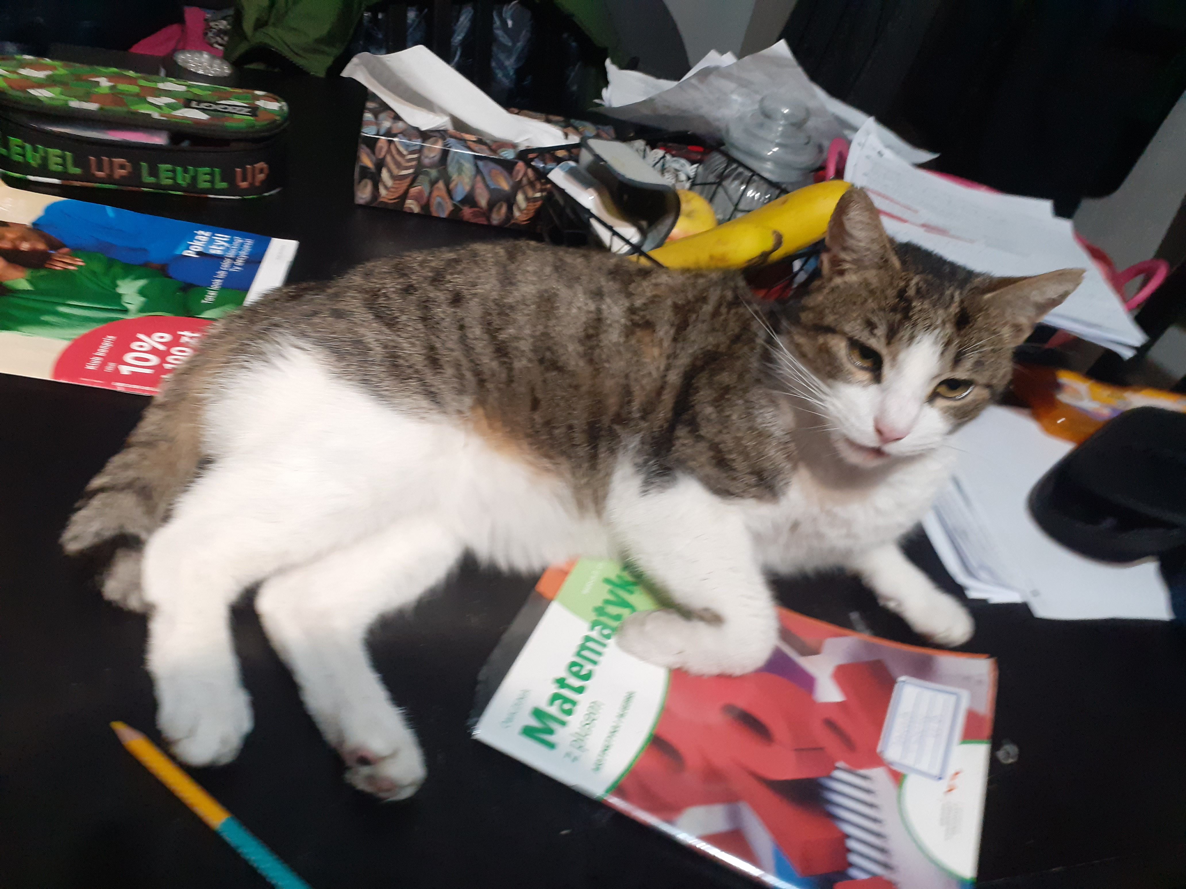 Maks - Hugo Kołłątaja, Kościan