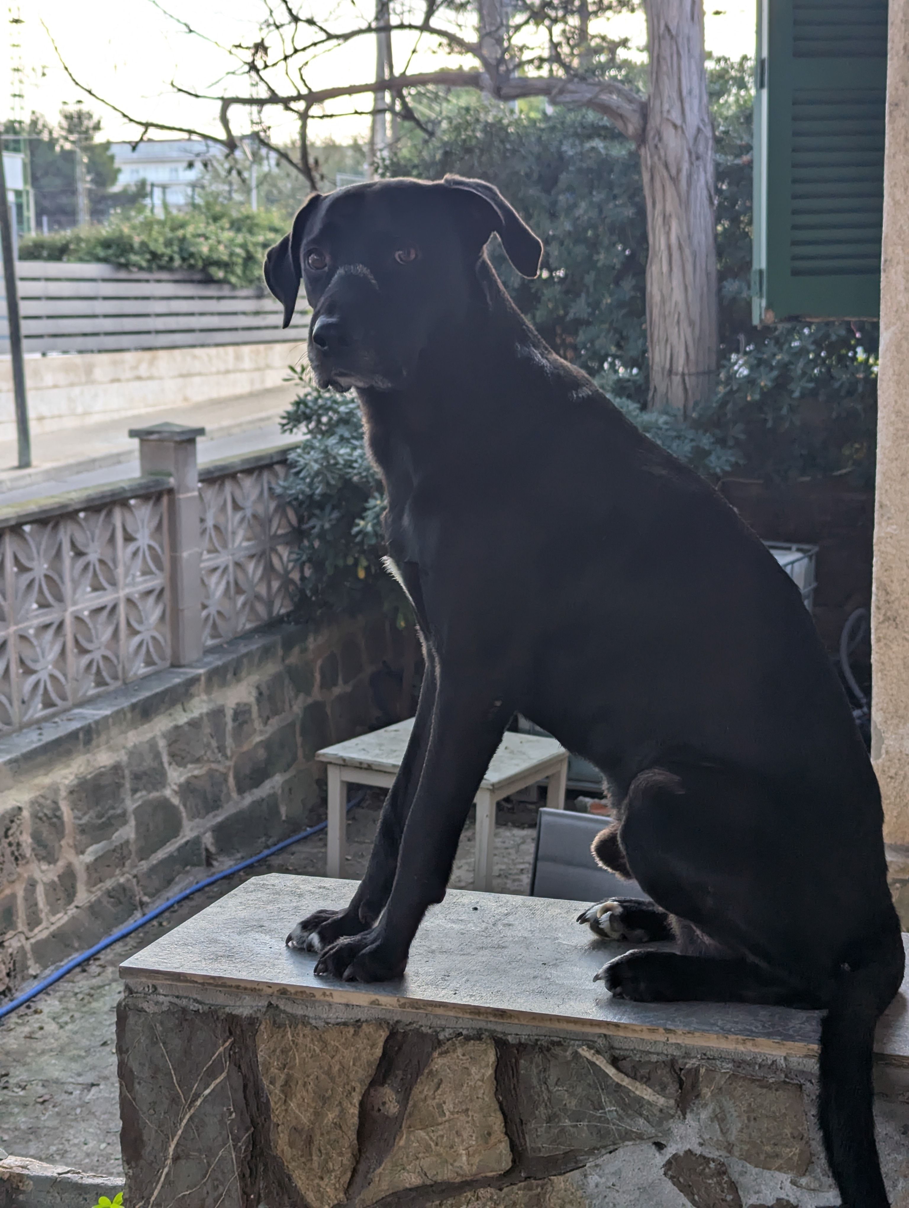 Simba - Calle Mar Báltica, Palma