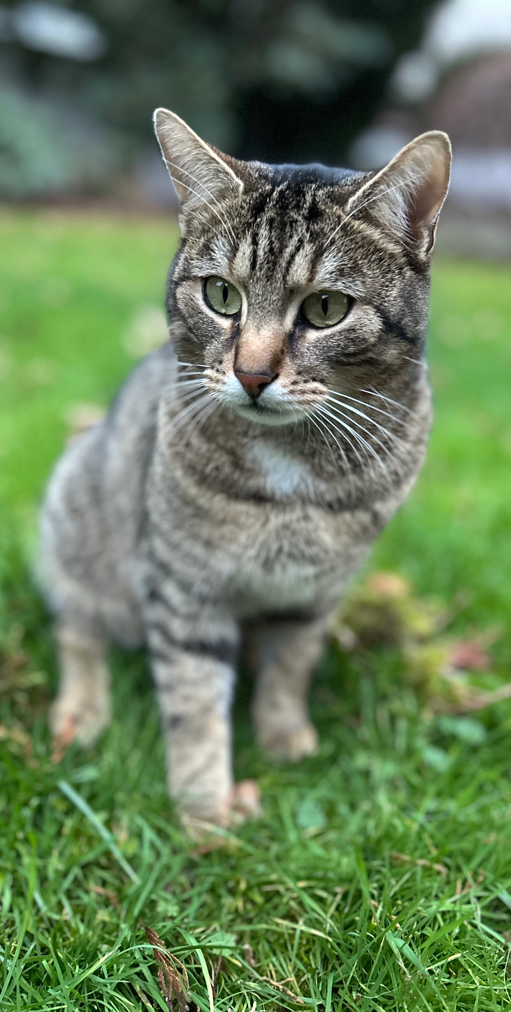 Tabsi - Hörsteiner Straße, Kleinostheim