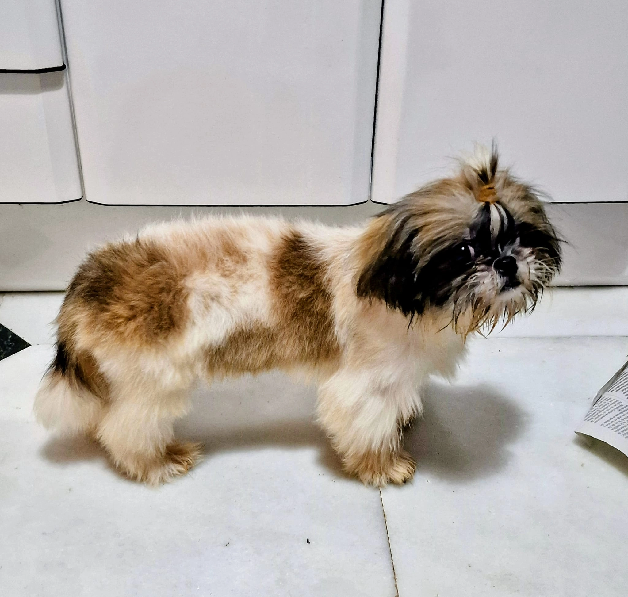 Pichí  - Calle Xaloc, Alcalà de Xivert