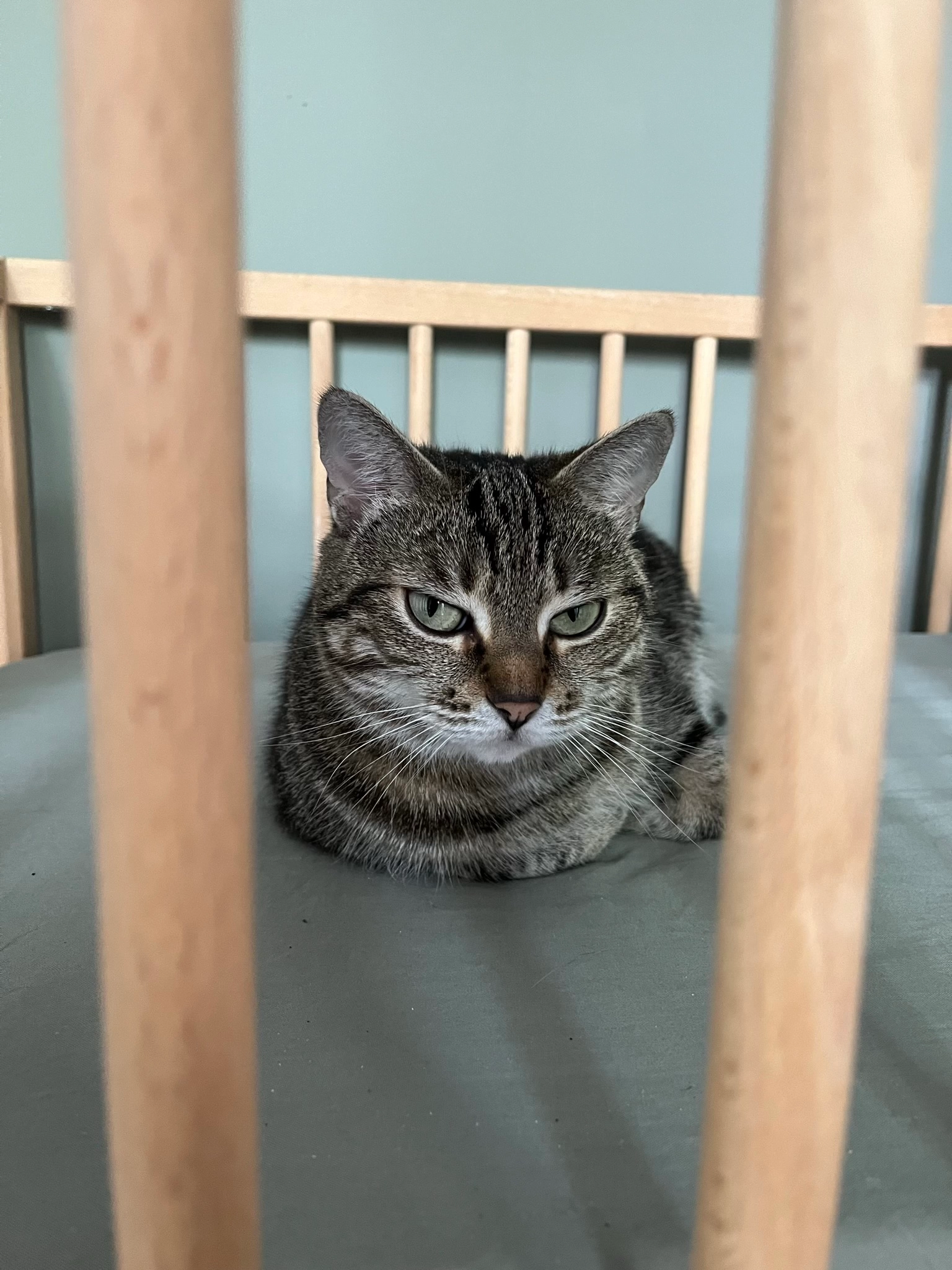 Normane - 89 Rue Jeanne d'Arc, Saint-Jean-de-Braye